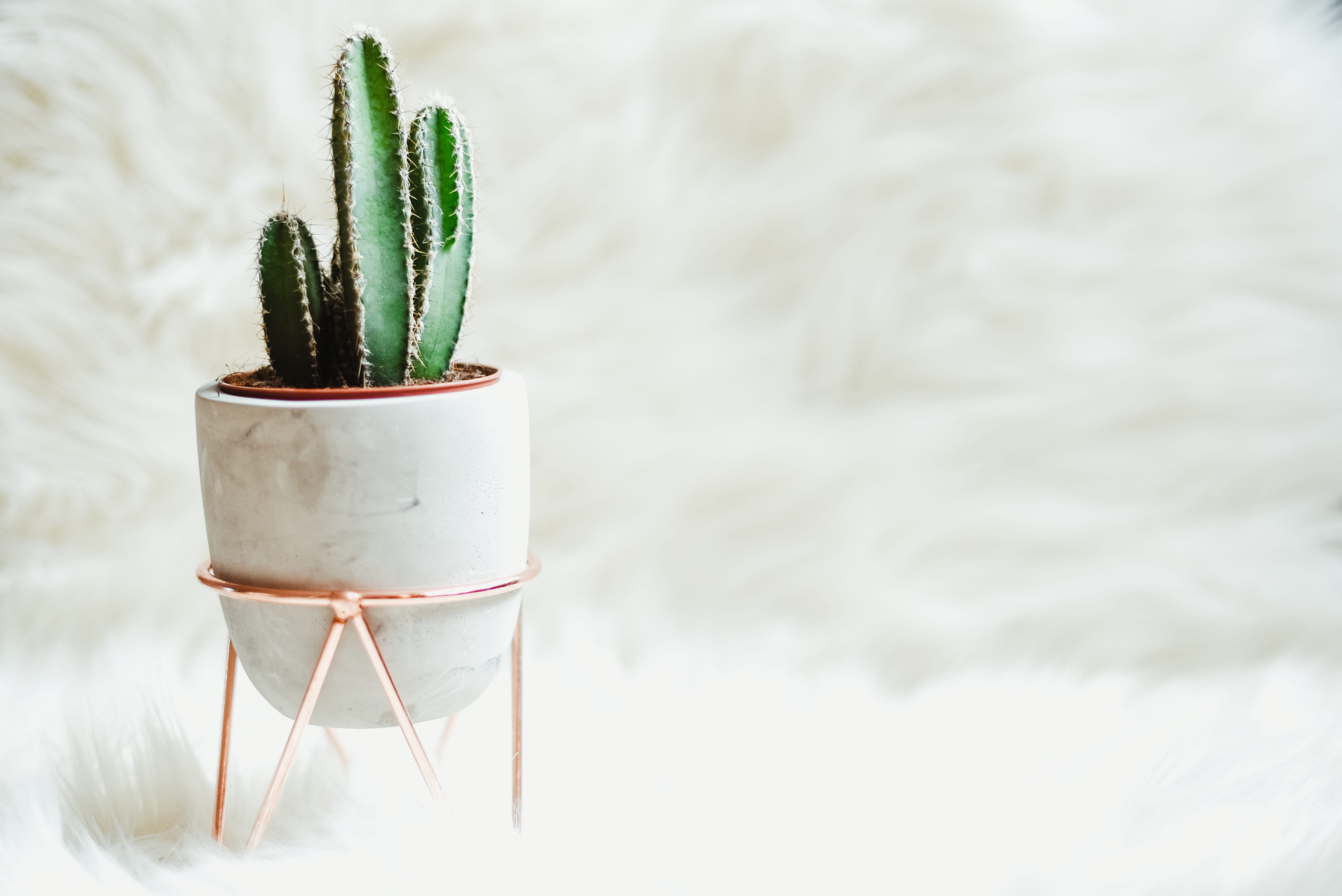 gardening, green color, succulent plant, pot, focus on foreground, grass, no people, planter, outdoors, environmental issues, potted, growth, decoration, HD Wallpaper