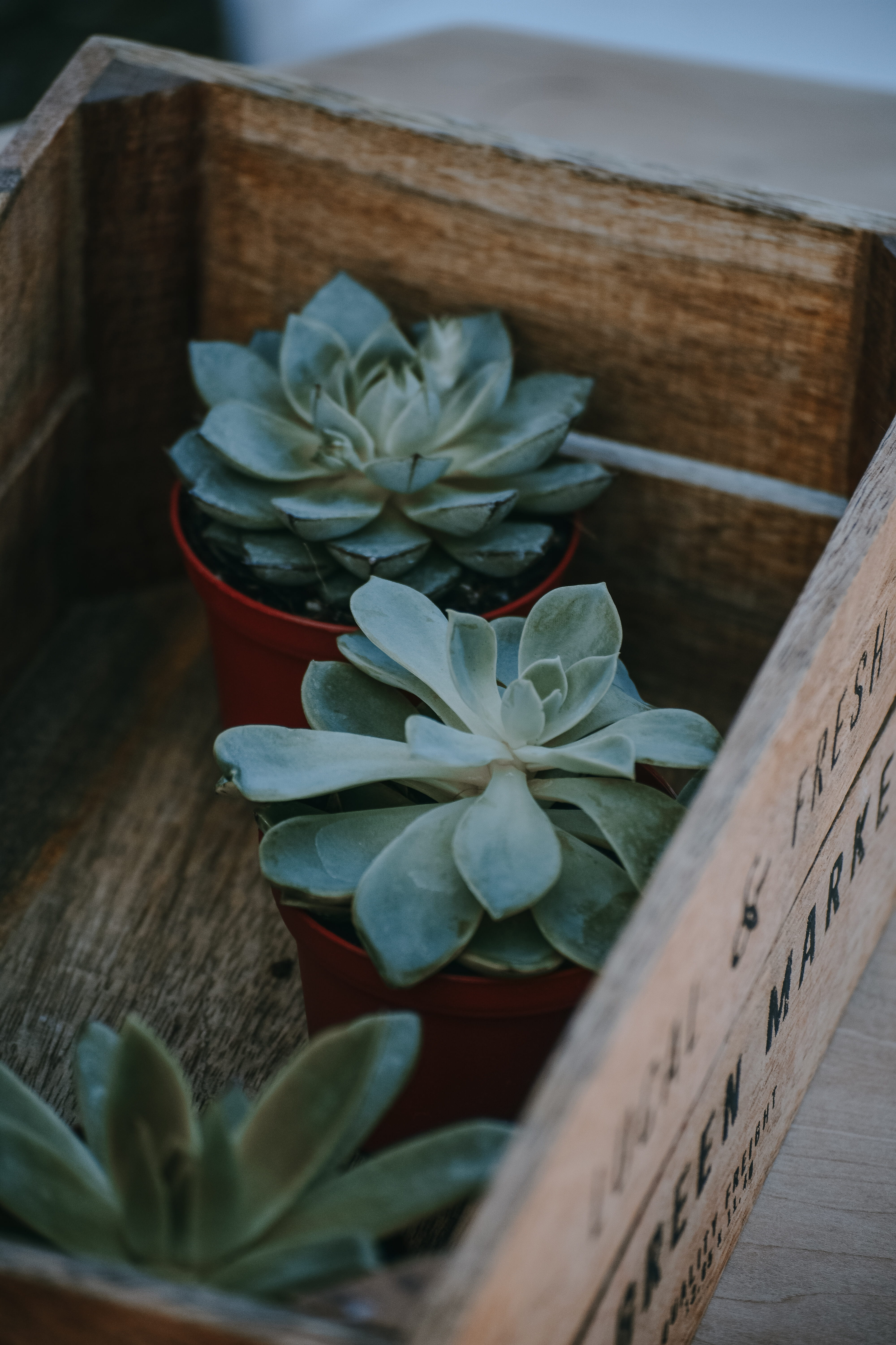 borwn, succulents, indoors, flowering plant, flower head, bokeh, table, freshness, three, leaf, no people, inflorescence, flower, nature, petal, crate, Phone HD Wallpaper