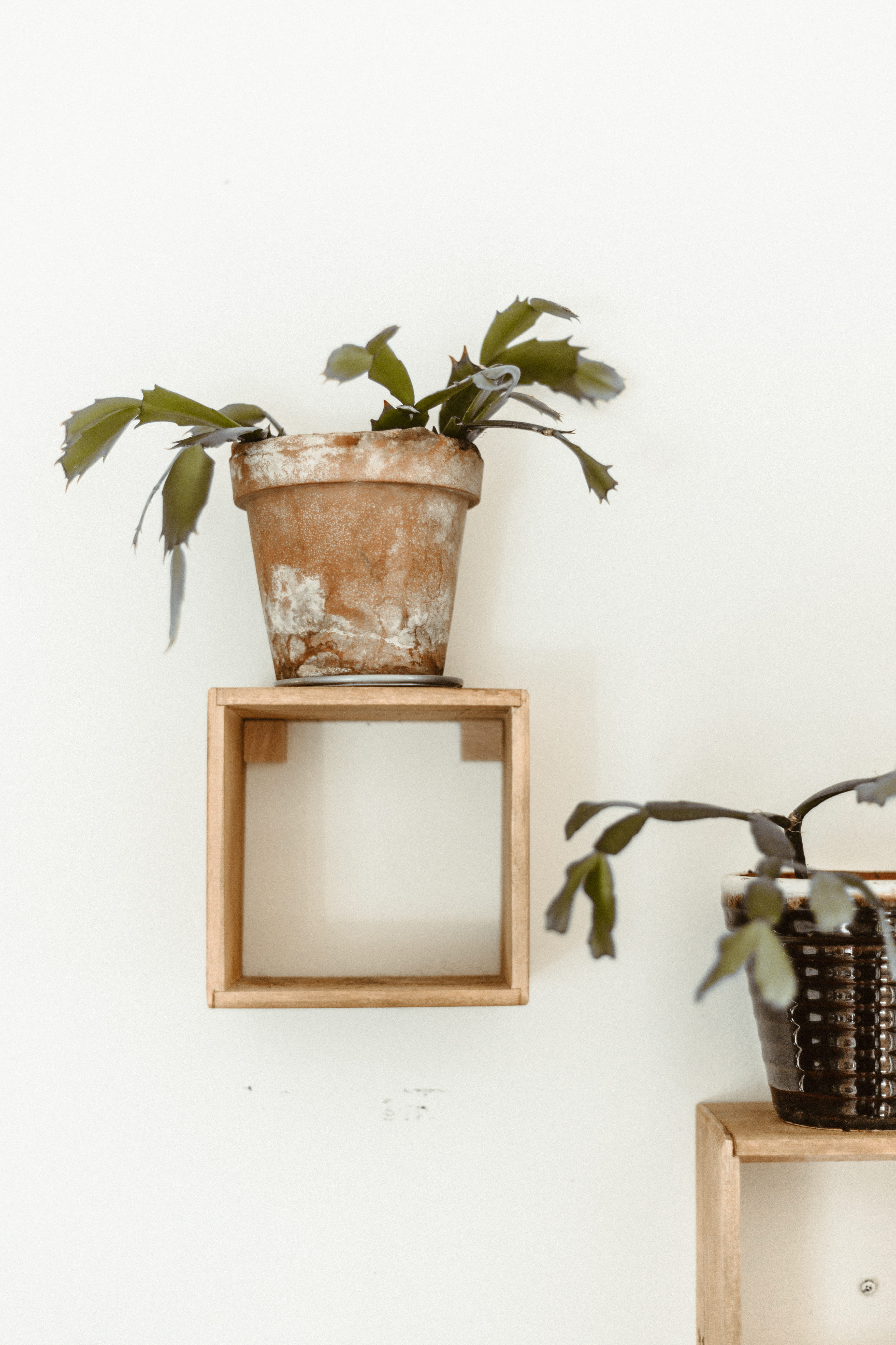 clay, flower pot, simple, no people, chic, container, minimalism, inspiration, decoration, wall, growth, plant part, flower, beauty in nature, indoors, Phone HD Wallpaper