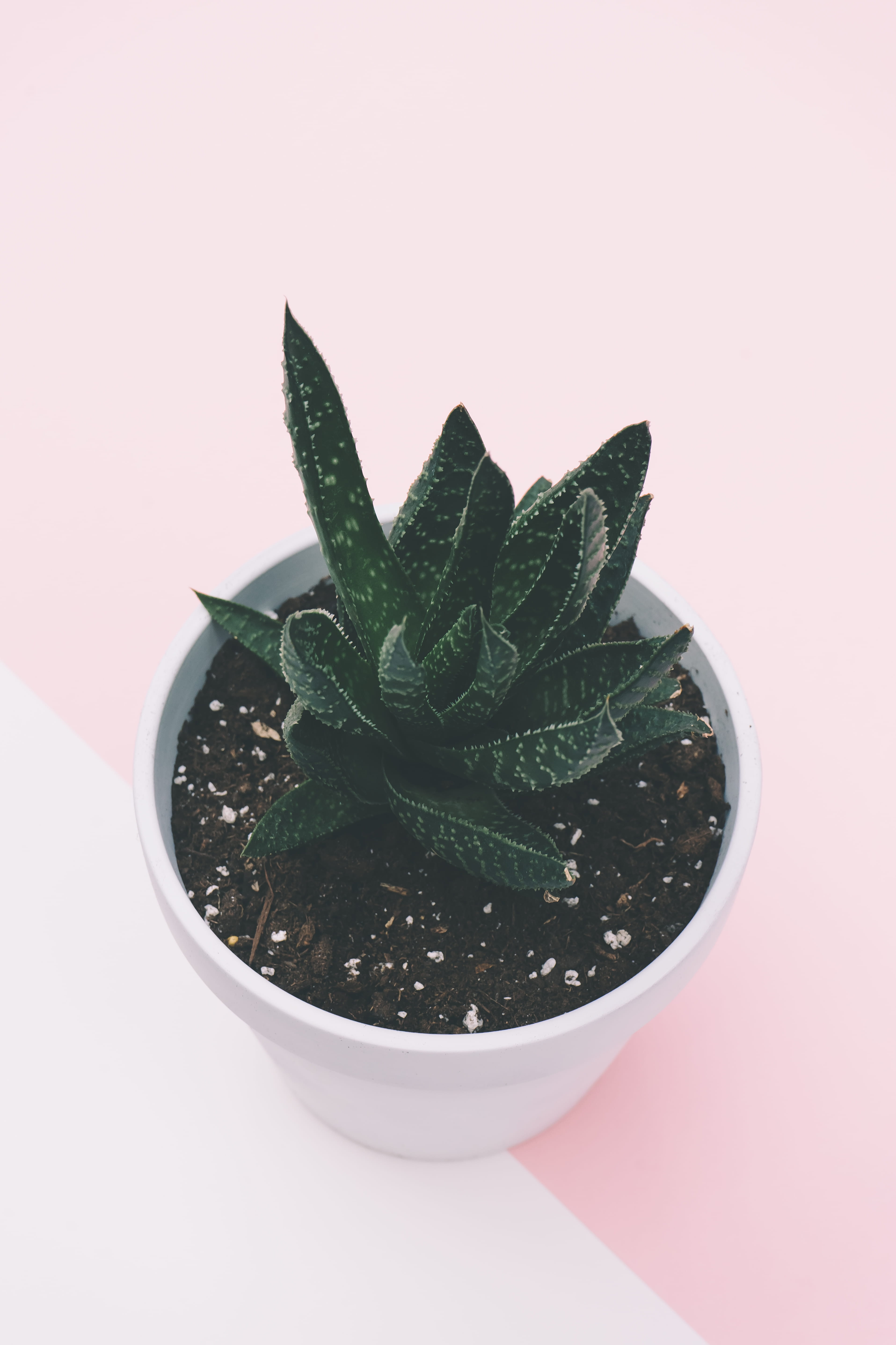 leaves, green color, decoration, plant part, planter, green, herb, 5K, potted plant, high angle view, minimalist, minimal, table, food, mint leaf - culinary, Phone HD Wallpaper