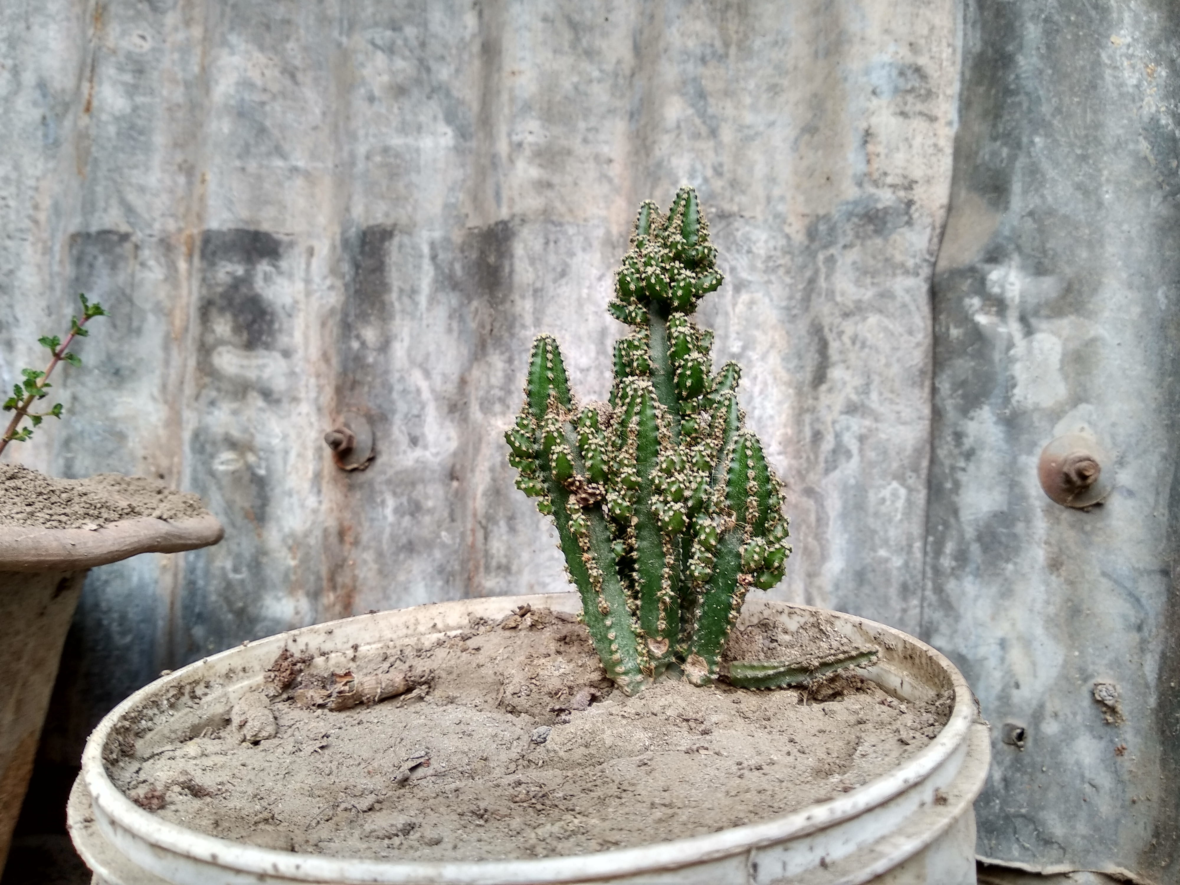 dry, plastic, botany, spike, beside, potted plant, iron, sand, corrugated, metal, wall - building feature, pot, cactus, growth, wood - material, gray, outdoors, HD Wallpaper