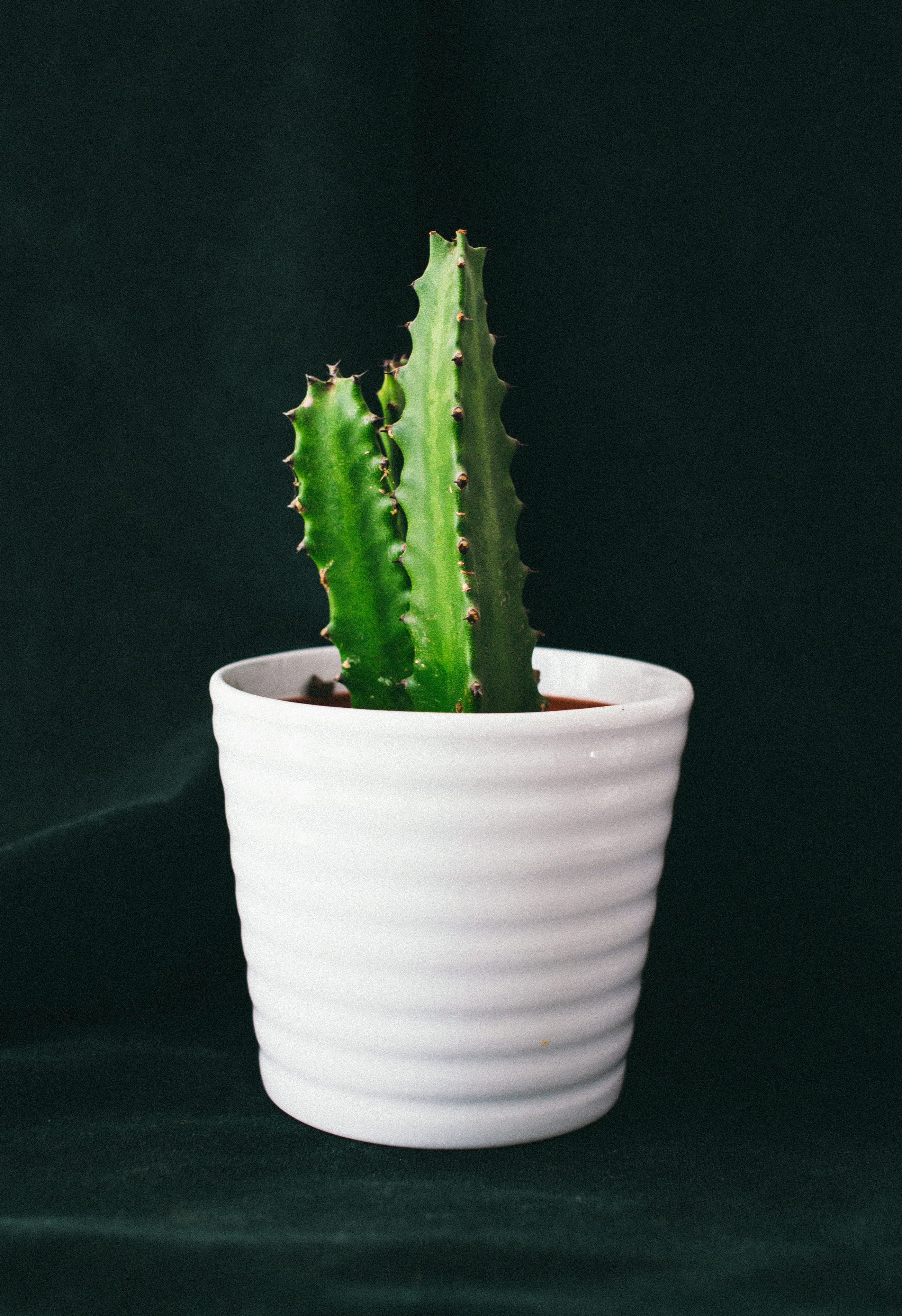 nature, copy space, no people, cactus, succulent plant, close-up, cactu, alone, indoors, decoration, potted plant, minimal, display, ceramic, white, spiked, Phone HD Wallpaper