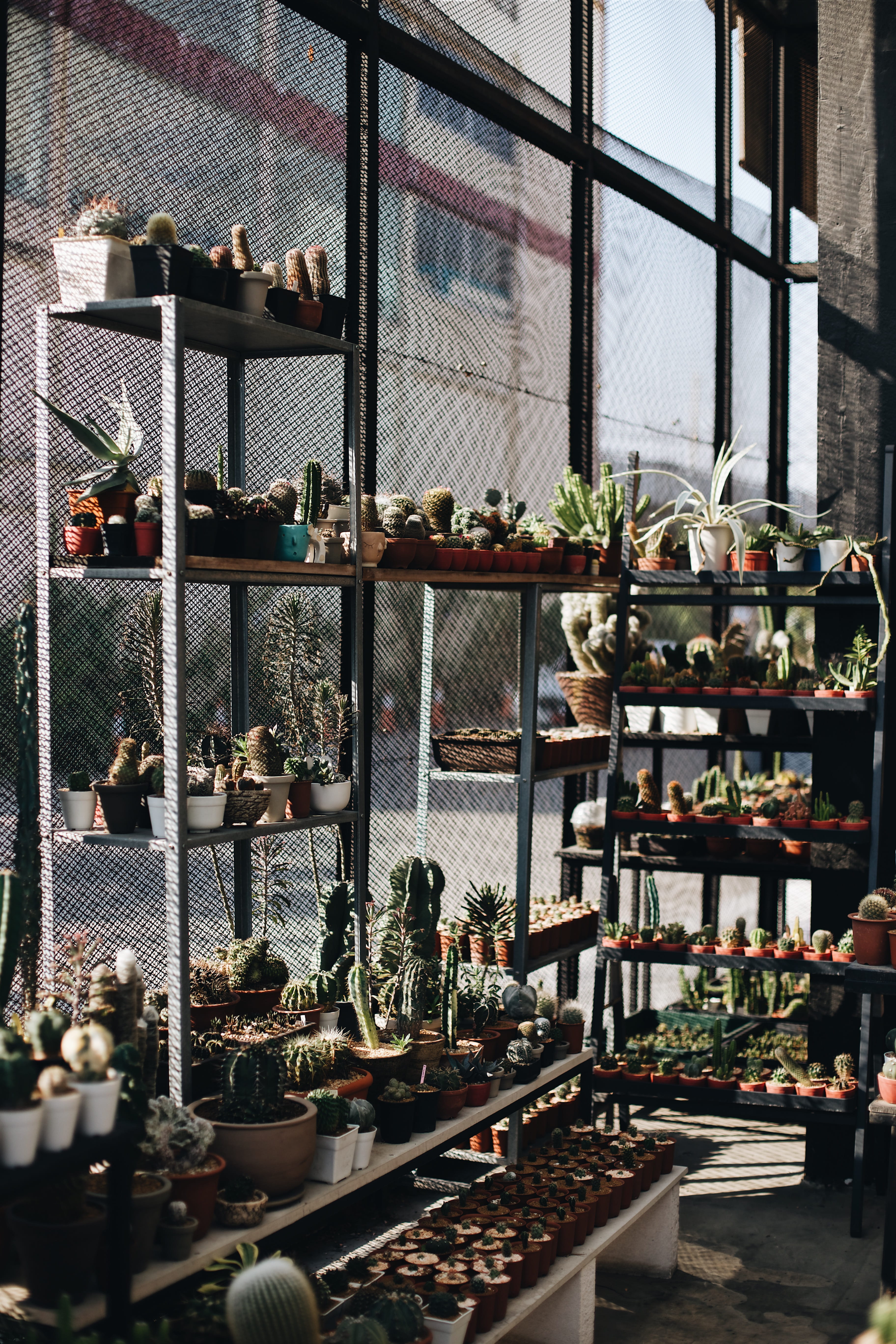 cafe, cactu, decoration, 5K, indoors, store, flower, cacti, tree, gardening, no People, cafecactu, nature, cactus, framcactu, plant, greenhouse, green, Phone HD Wallpaper
