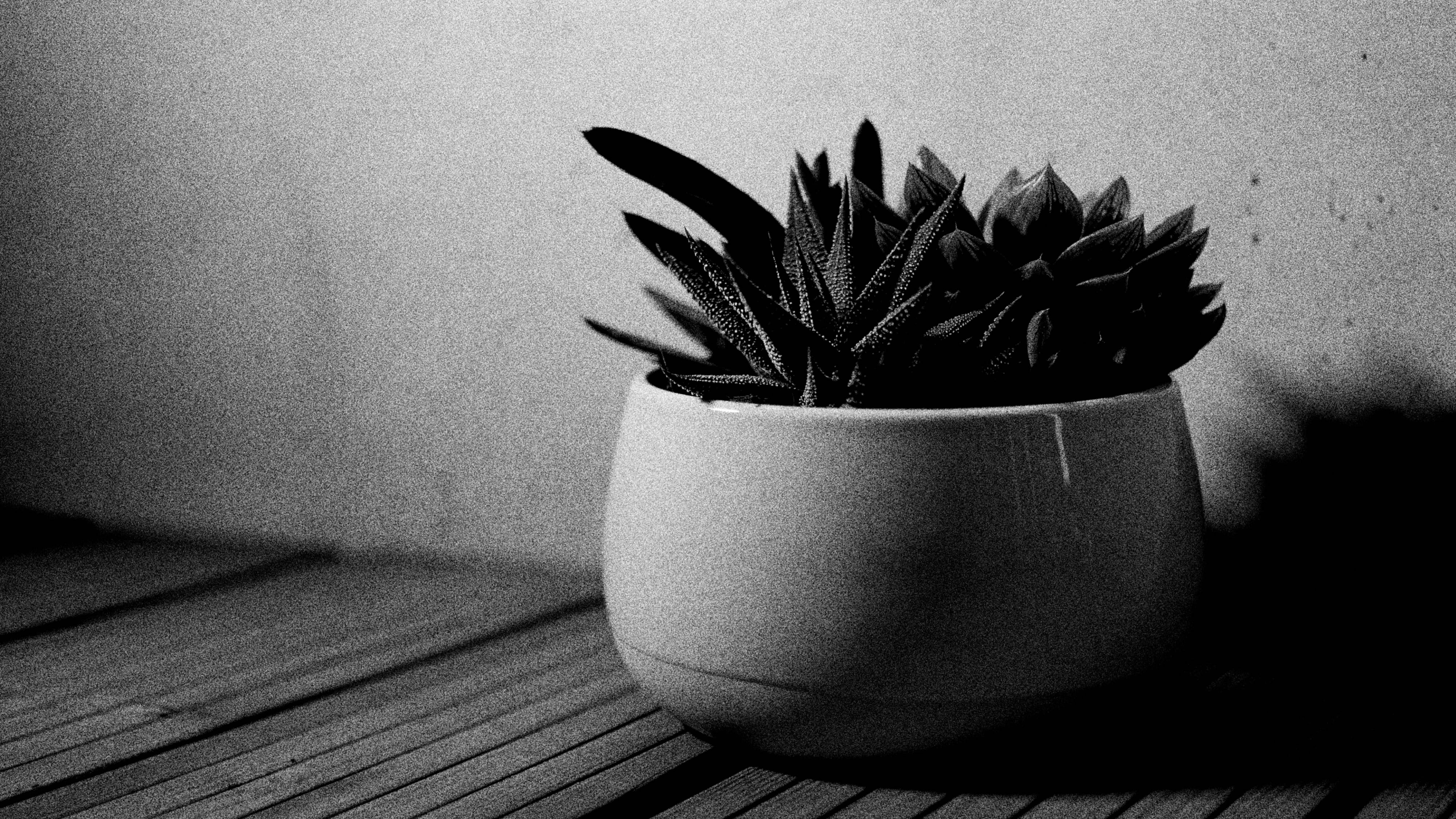 grayscale, plant, succulent, cactus, noir, table, black and white, vase, aloe, ikea, photo, design, wall - building feature, pot flower, grain, close-up, HD Wallpaper