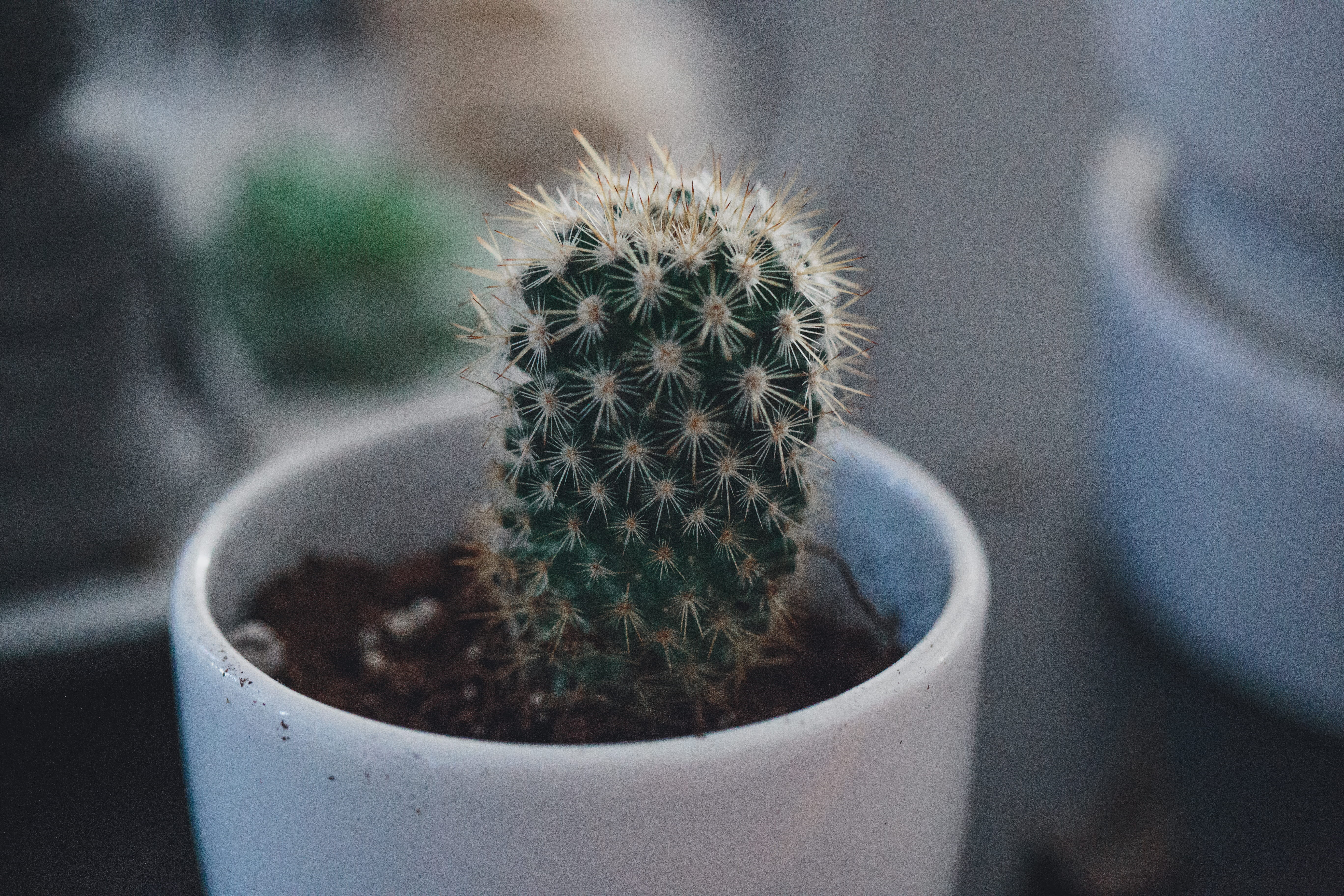 home decor, minimal, canada, greenery, smal pot, day, growth, focus on foreground, succulent, 5K, cactus, outdoors, beauty in nature, home plant, risk, HD Wallpaper