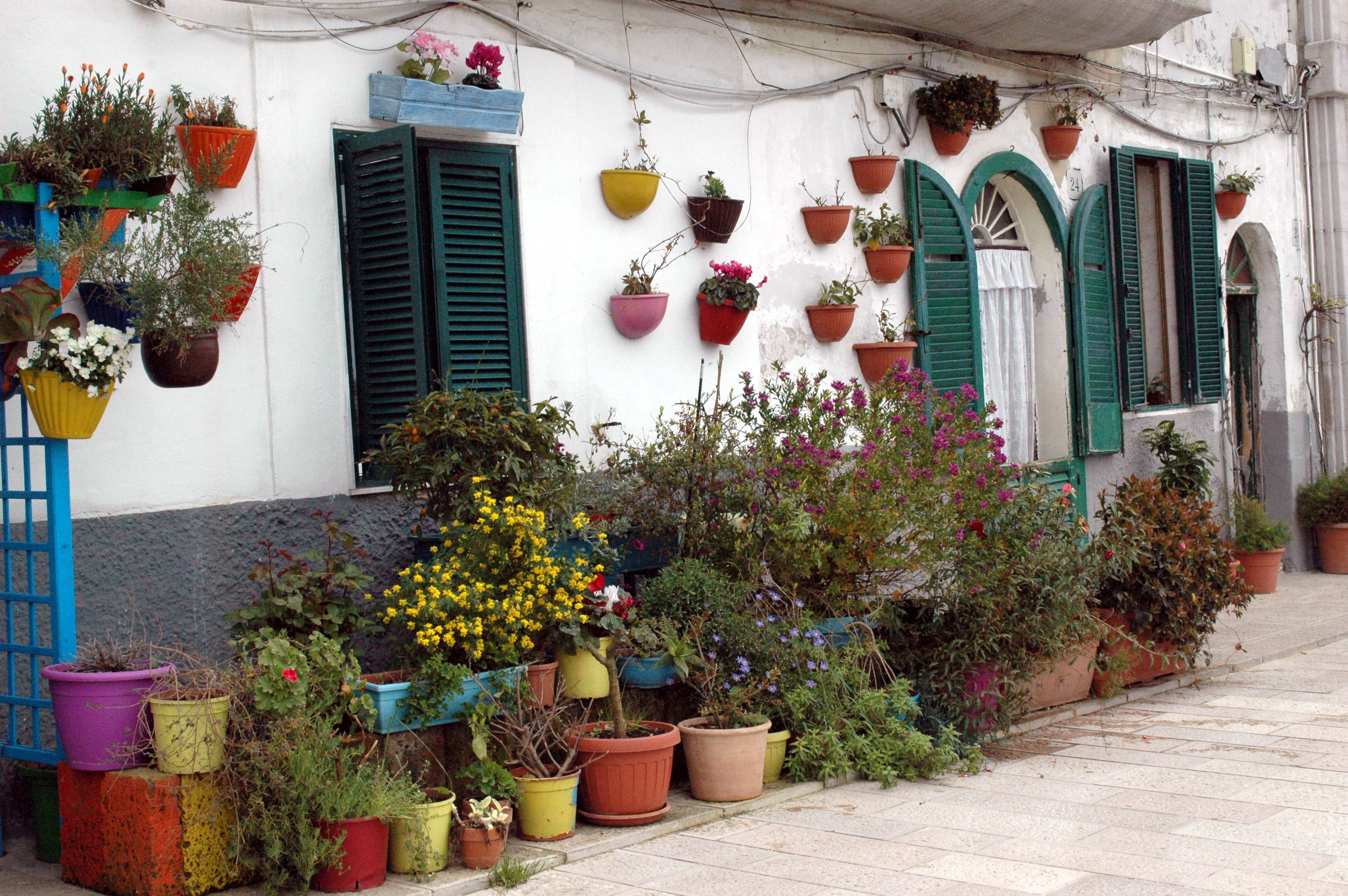 building, built structure, variation, nature, plant, architecture, hanging, cultures, Plants, europe, potted plant, flower, 2K, plants, decoration, retail, HD Wallpaper