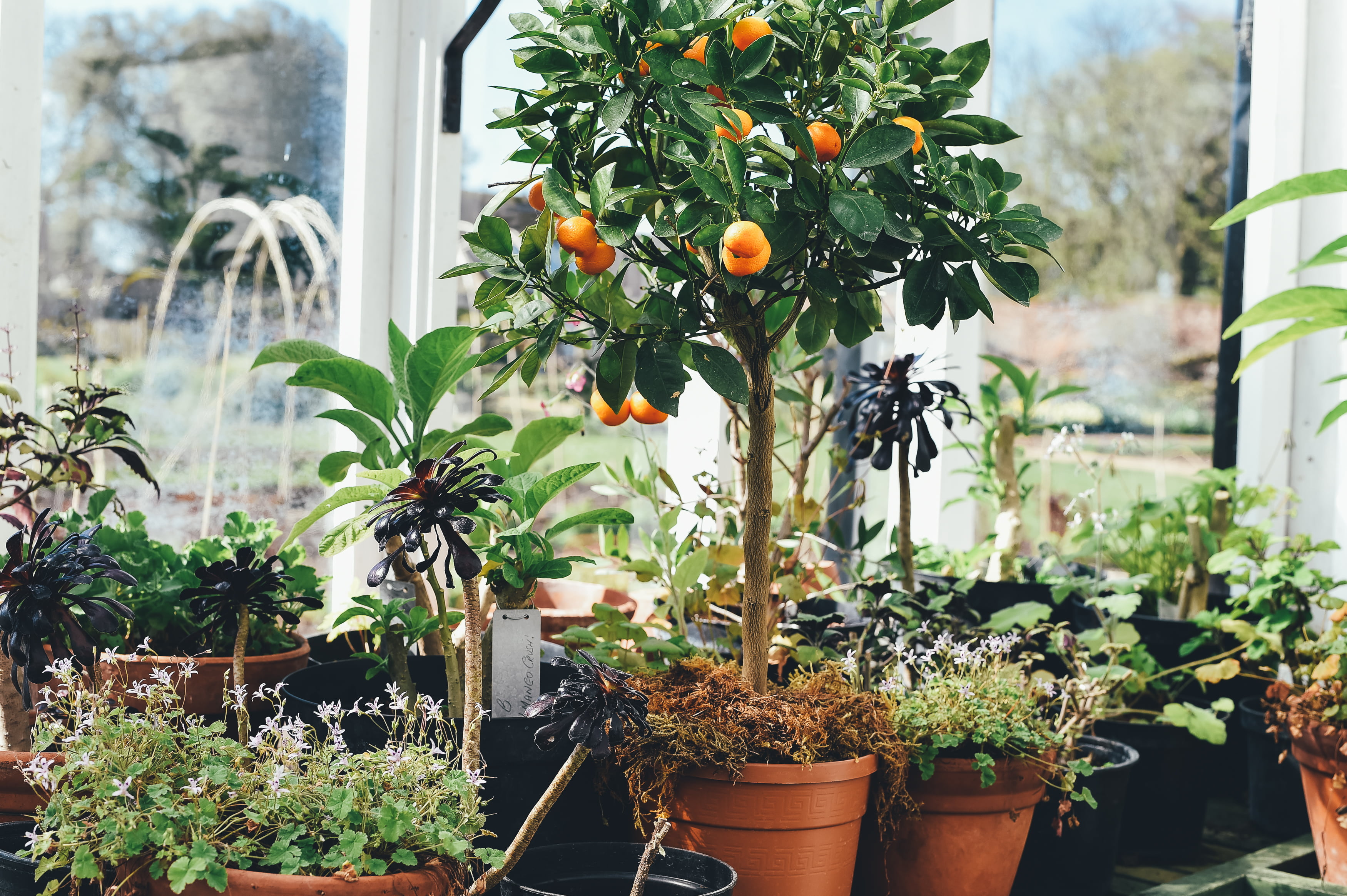 patio, nature, flower, tree, botany, 2K, freshness, beauty in nature, orange, horticulture, flower Pot, plant, no people, house, summer, houseplant, outdoors, HD Wallpaper