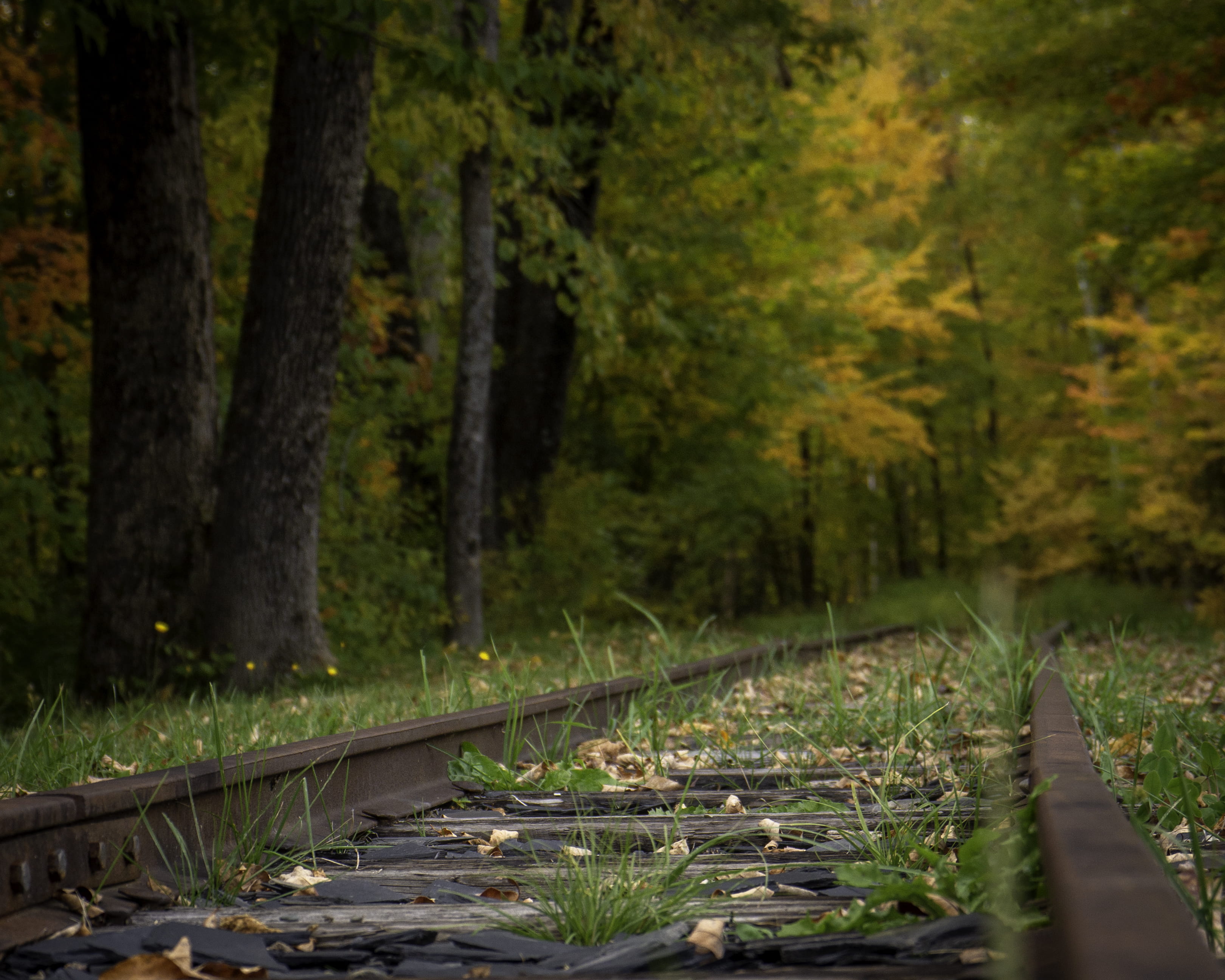 rail transportation, pottery, tranquility, vegetation, transportation, tranquil scene, plant, 2K, jar, boardwalk, direction, surrounded, the way forward, HD Wallpaper