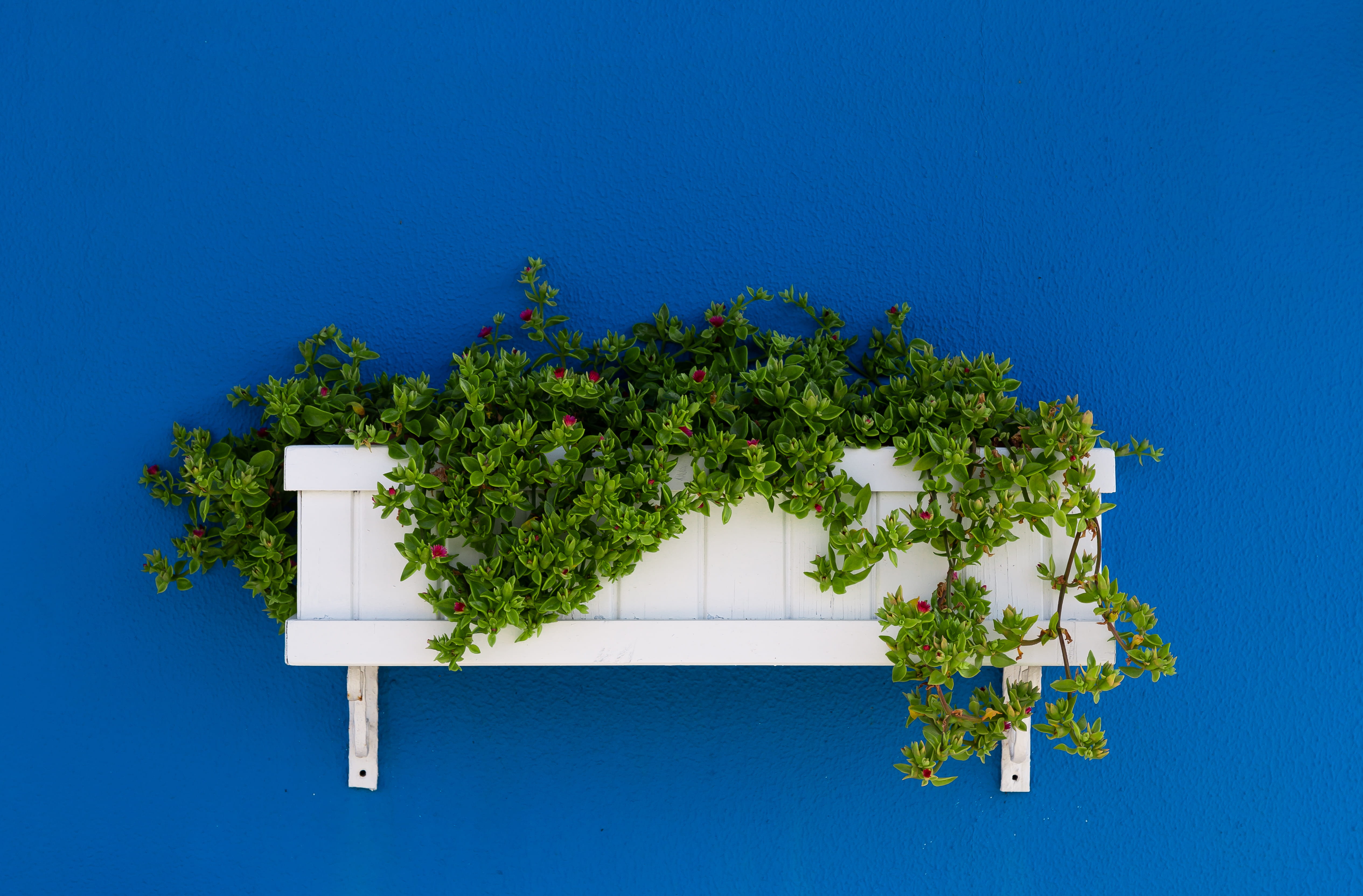 4K, potted plant, wall, no people, sky, bush, flower bed, leafed, vegetation, green color, day, pot, blossom, growth, wall - building feature, freshness, HD Wallpaper