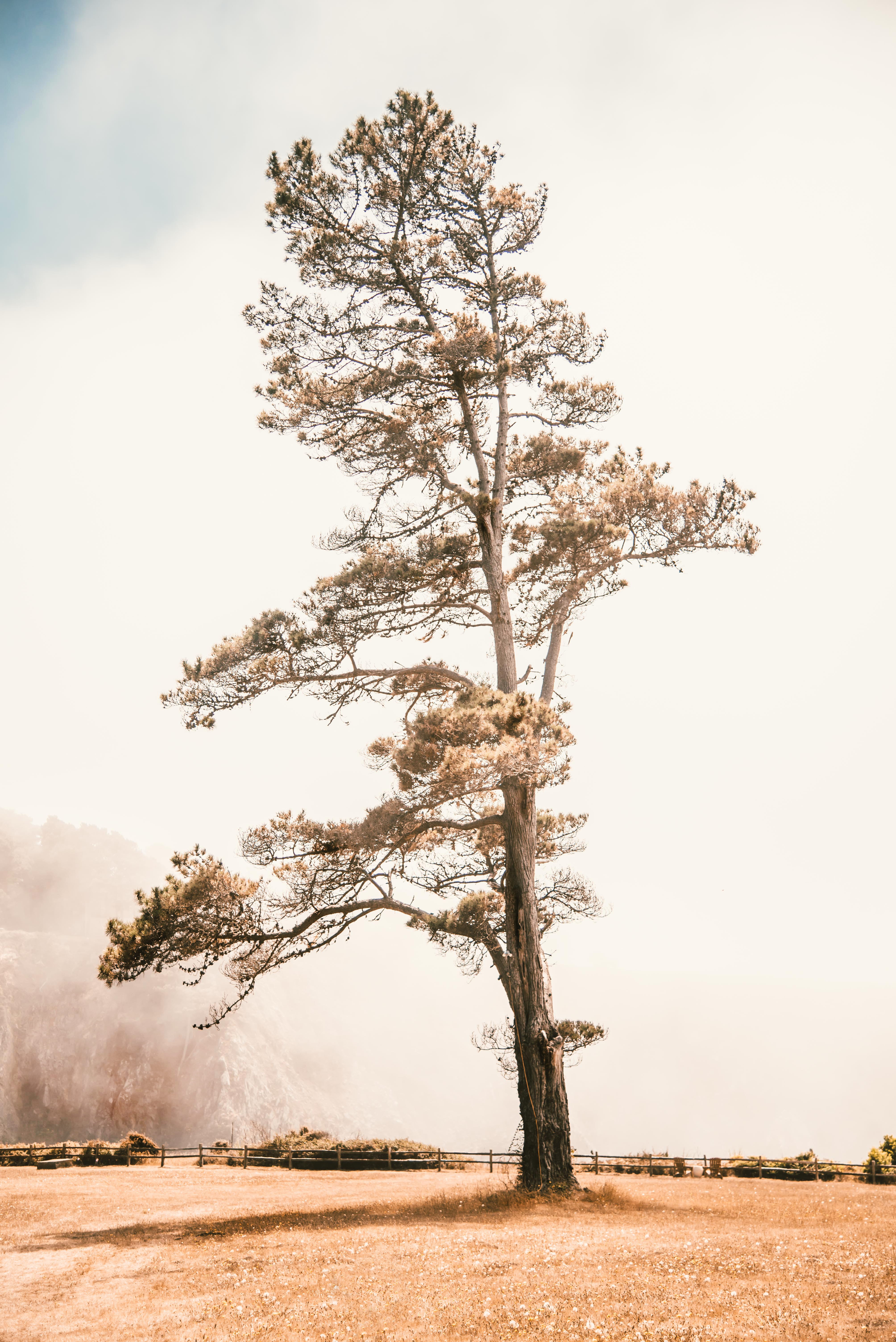 environment, field, growth, larch, scenics - nature, branch, oak, outdoors, 5K, landscape, isolated, tall, no people, day, bonsai, non-urban scene, beauty in nature, Phone HD Wallpaper