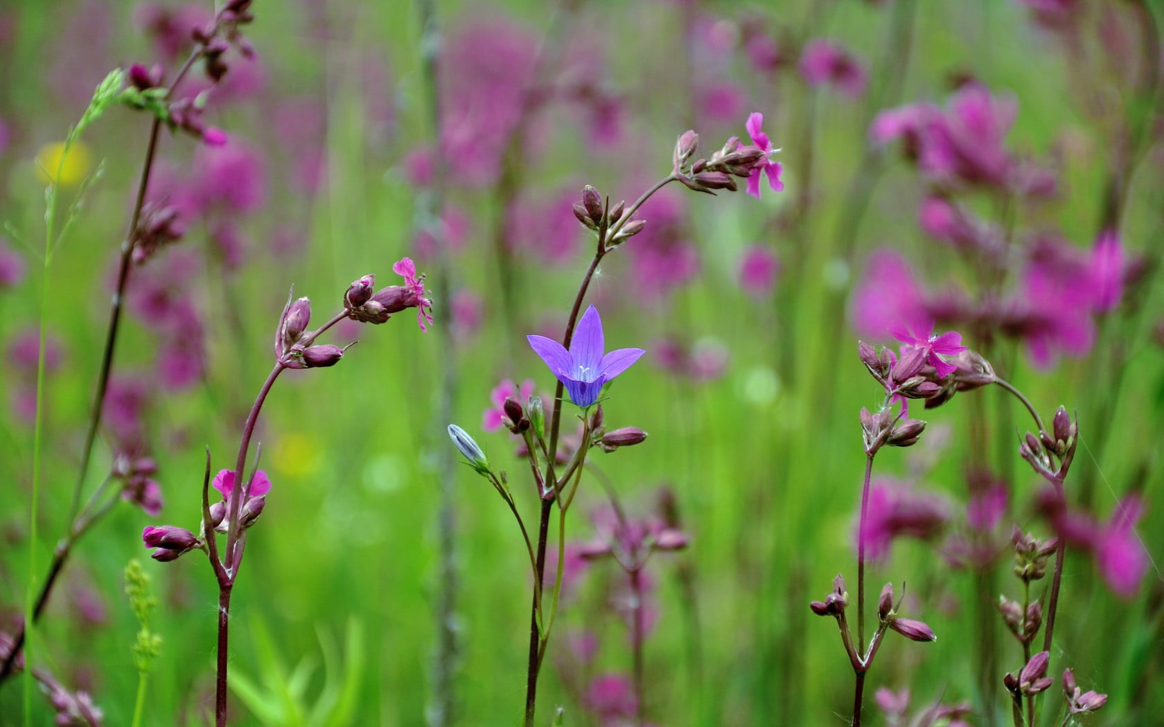 pink color, vulnerability, beauty in nature, freshness, growth, flowers, petal, animal wildlife, fragility, animal, day, wildflowers, nature, purple, pollination, HD Wallpaper