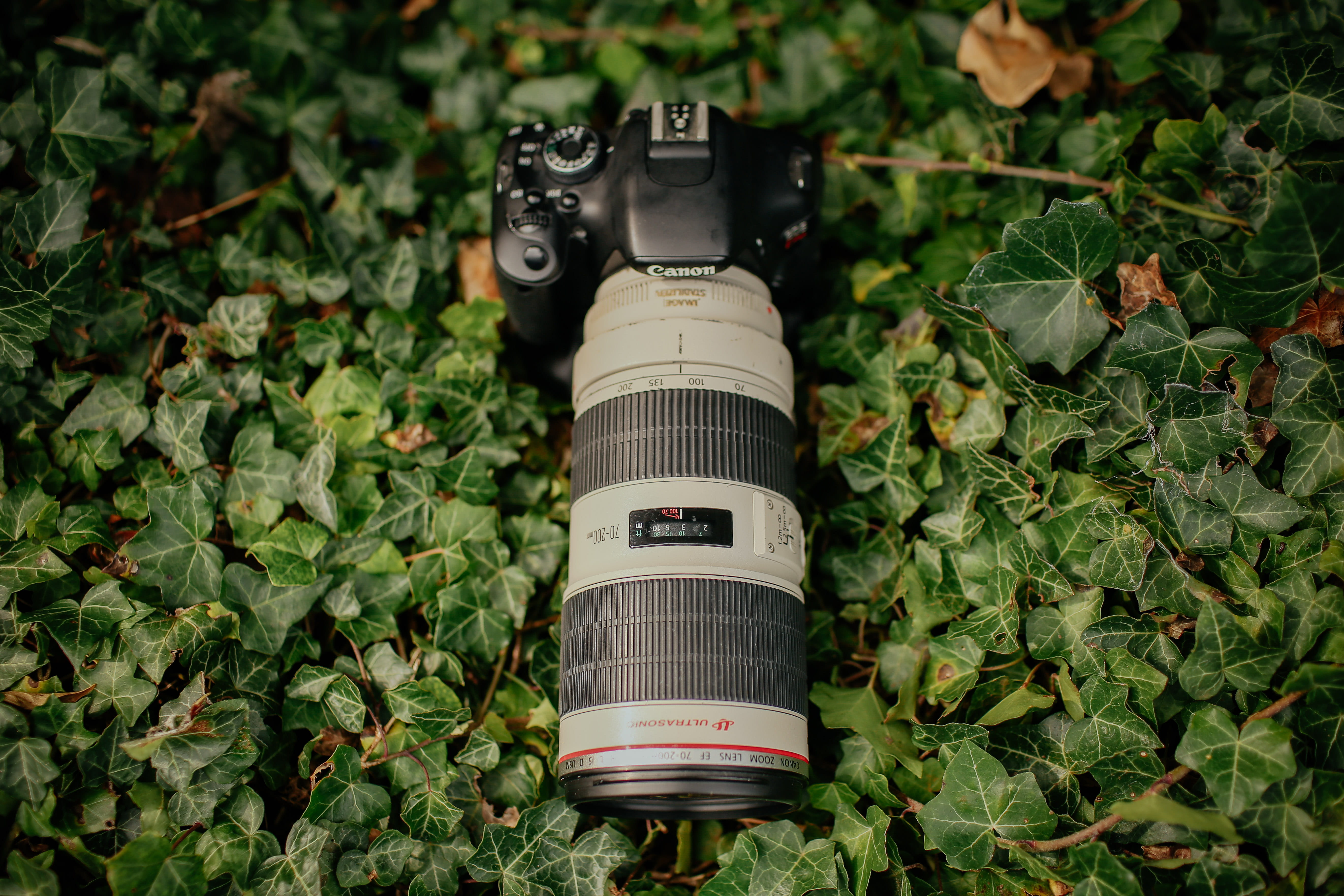 flower, 5K, high angle view, blossom, electronics, ivy, black, zoom, planter, canon, focus on foreground, day, communication, nature, potted plant, no people, HD Wallpaper