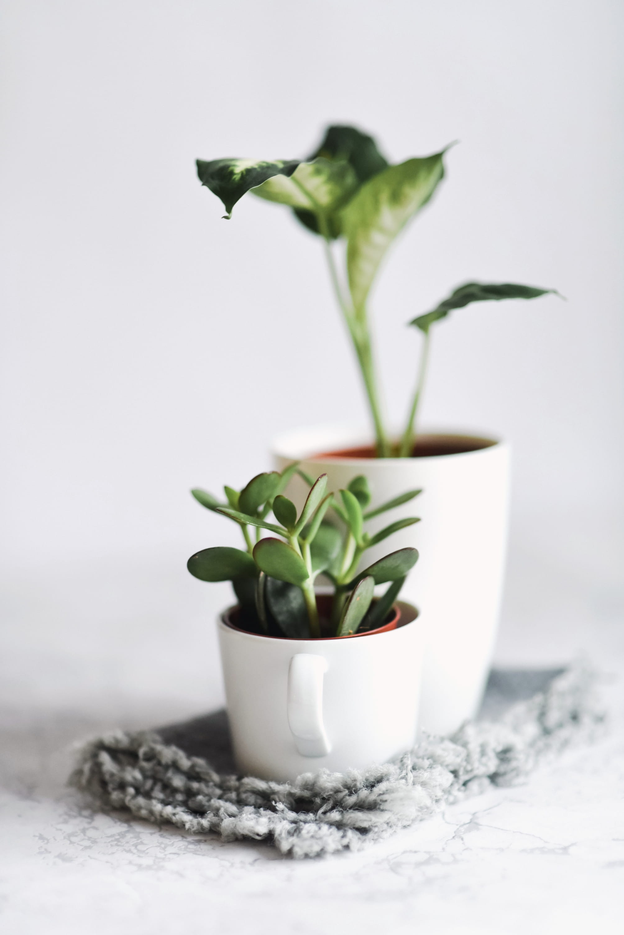 freshness, close-up, pottery, plant part, food and drink, tabletop, jar, growth, green, leaf, day, plant, pot, flower pot, potted plant, selective focus, Phone HD Wallpaper