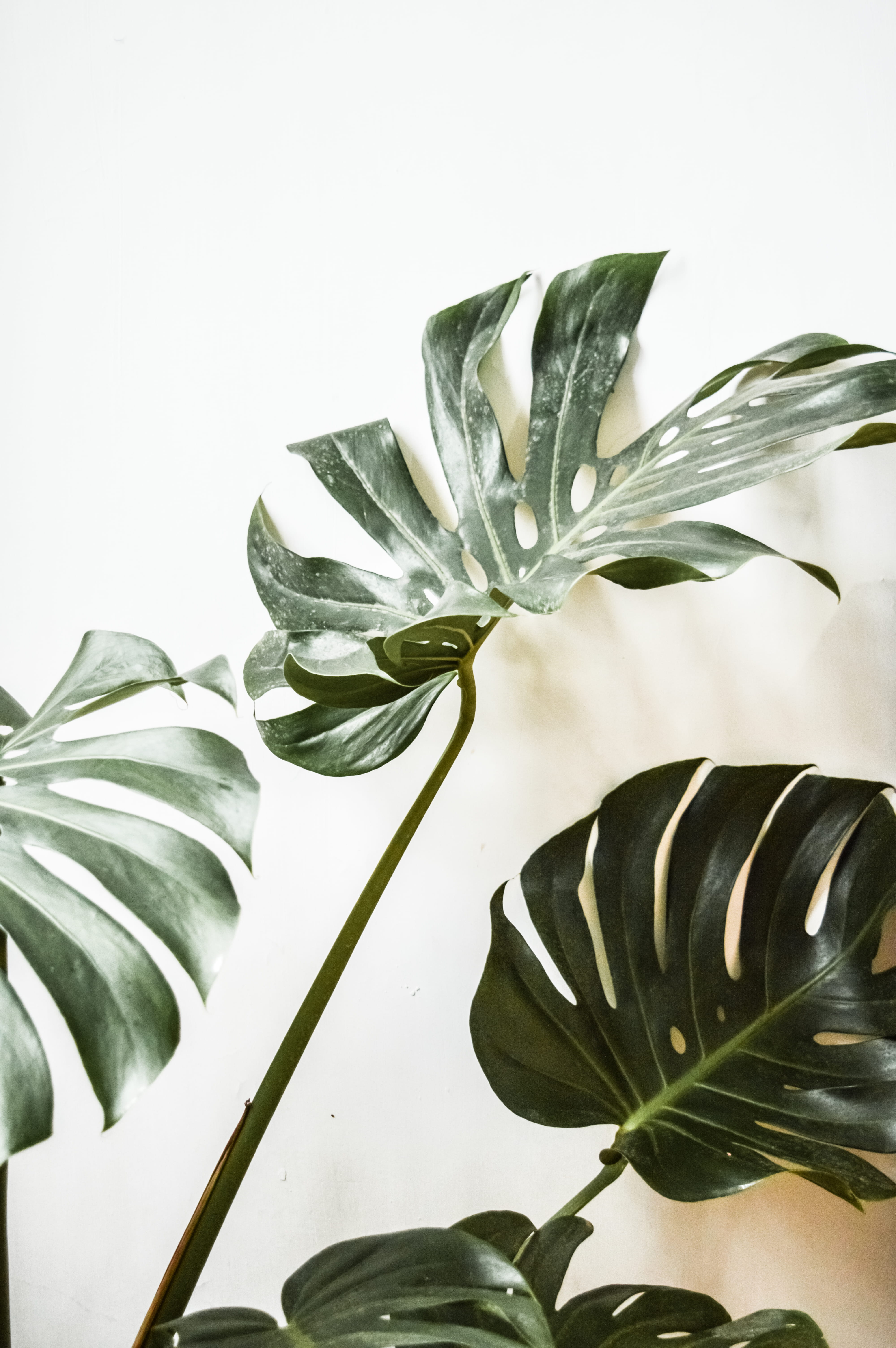5K, potted plant, leaves, plant, kitchen utensil, eating utensil, art, daisies, plant part, daisy, planter, no people, still life, vase, houseplant, swiss, Phone HD Wallpaper