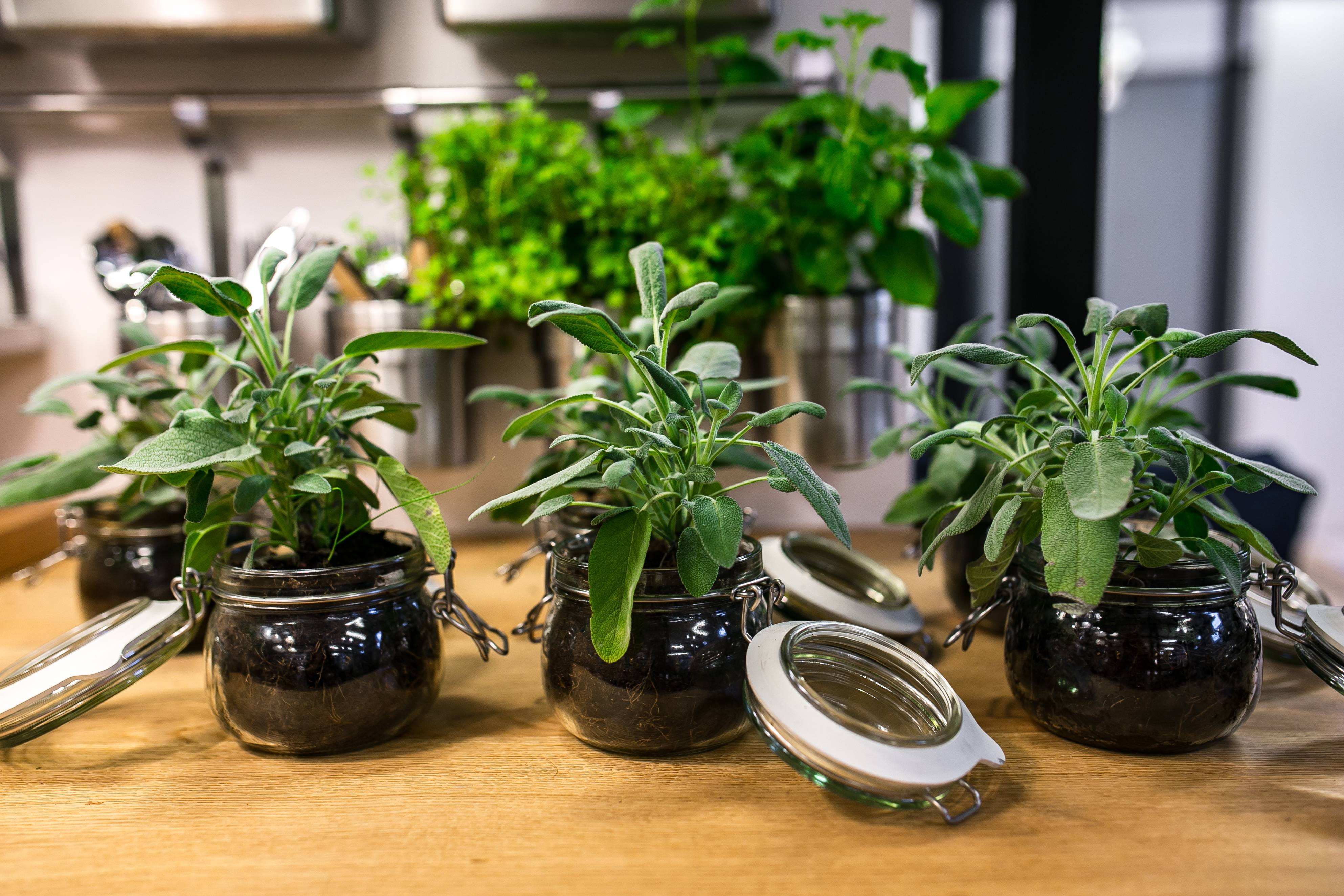 herb, variation, food, freshness, kitchen, vegetable, ingredient, indoors, plants, Green plants, flower Pot, container, plant part, nature, food and drink, HD Wallpaper