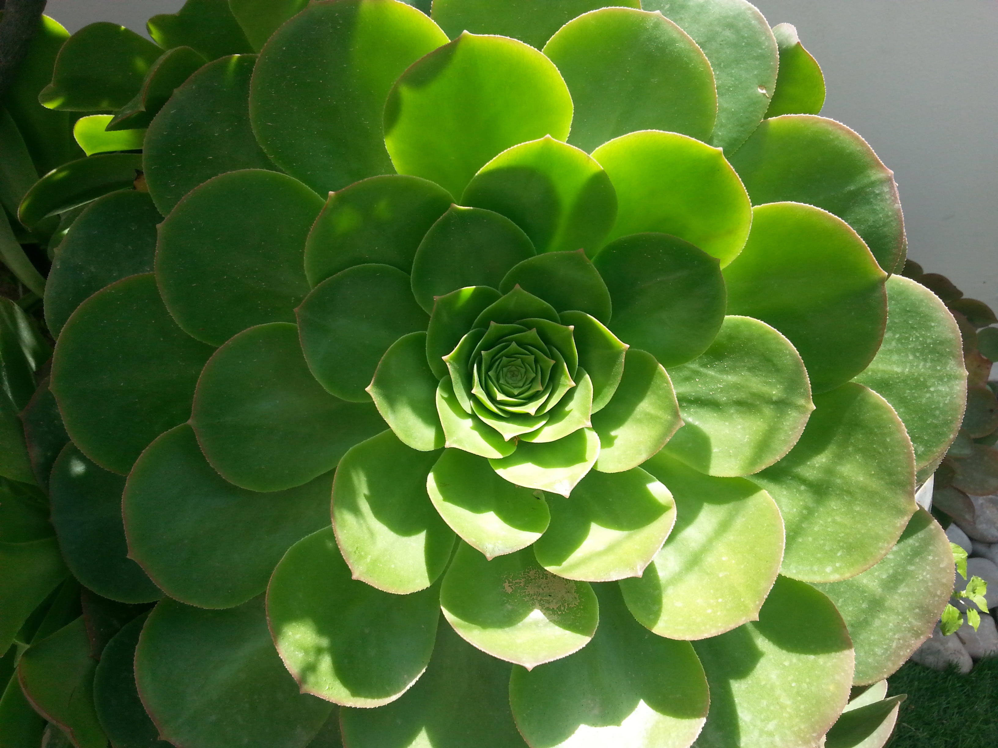 pi, vulnerability, succulent, growth, cactus, fractal, backgrounds, golden ratio, close-up, summer, plant, shadows, no people, sacred geometry, universe, HD Wallpaper