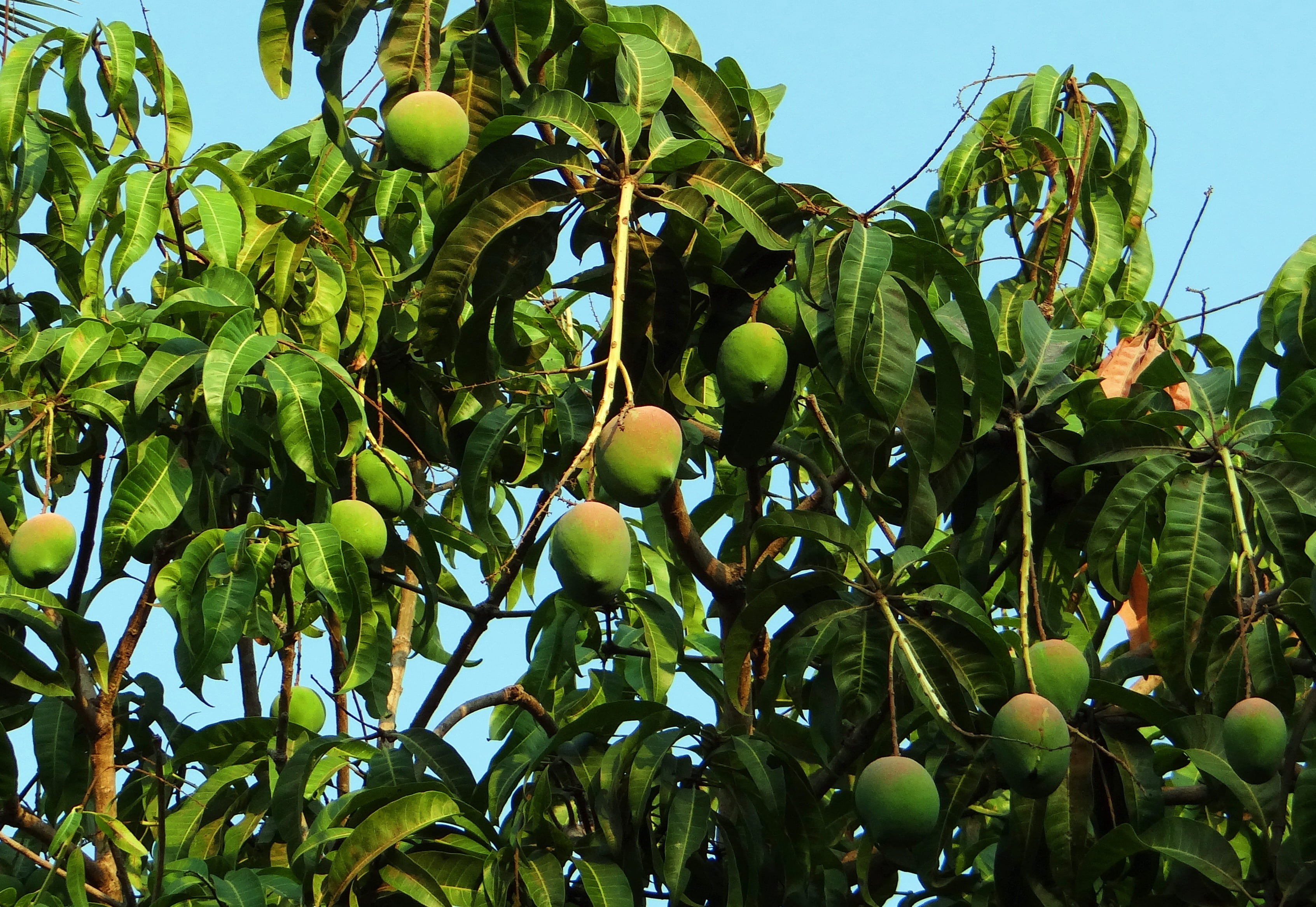 day, growth, freshness, outdoors, no people, green color, nature, leaf, healthy eating, mangifera indica, wellbeing, fruit, fruit tree, beauty in nature, HD Wallpaper