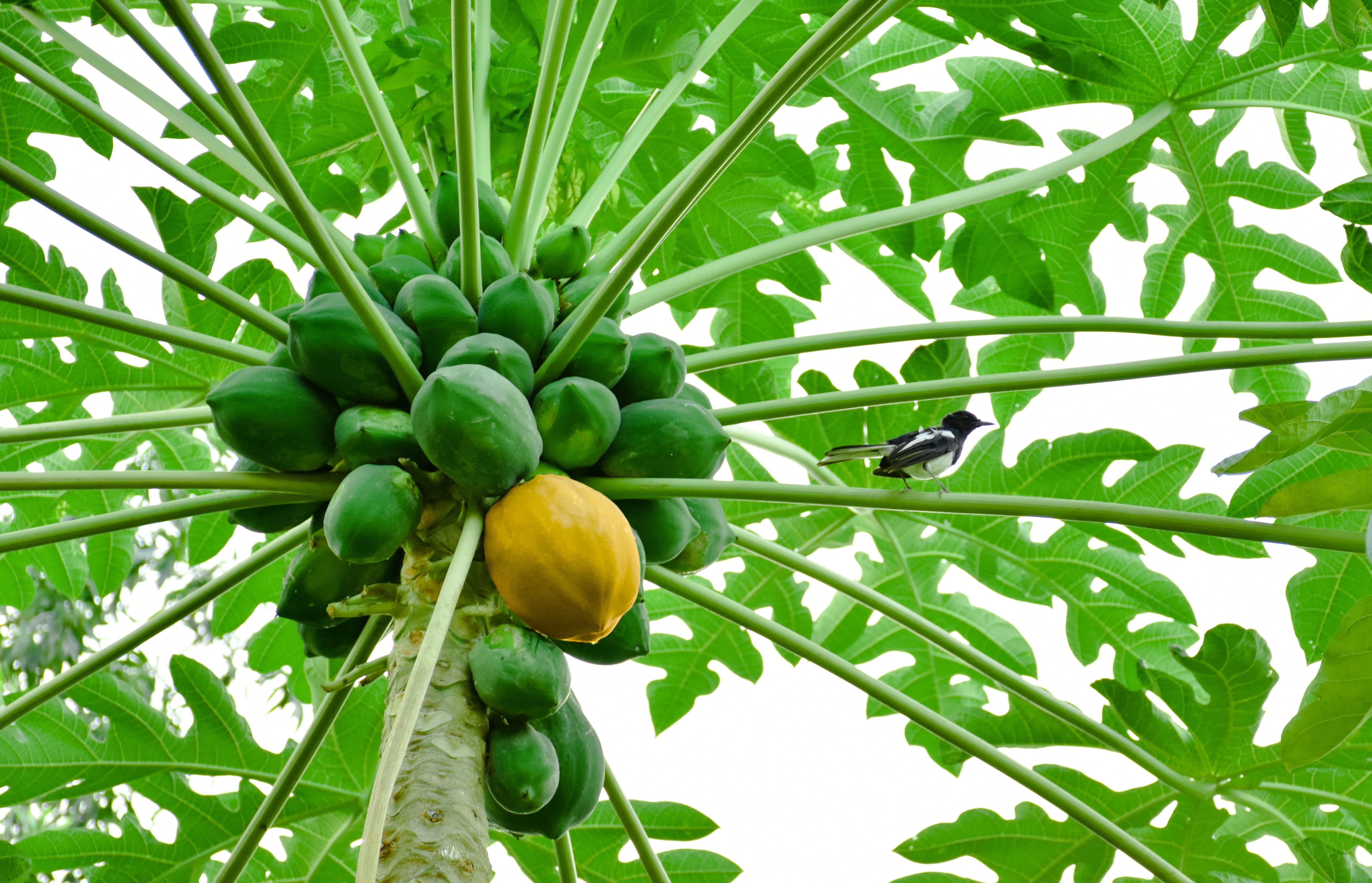 organic, ripe, yellow papaya, day, leaf, green, plant, no people, freshness, wellbeing, fruit, yellow, bird, food, nature, summer, tropical, raw, low angle view, HD Wallpaper