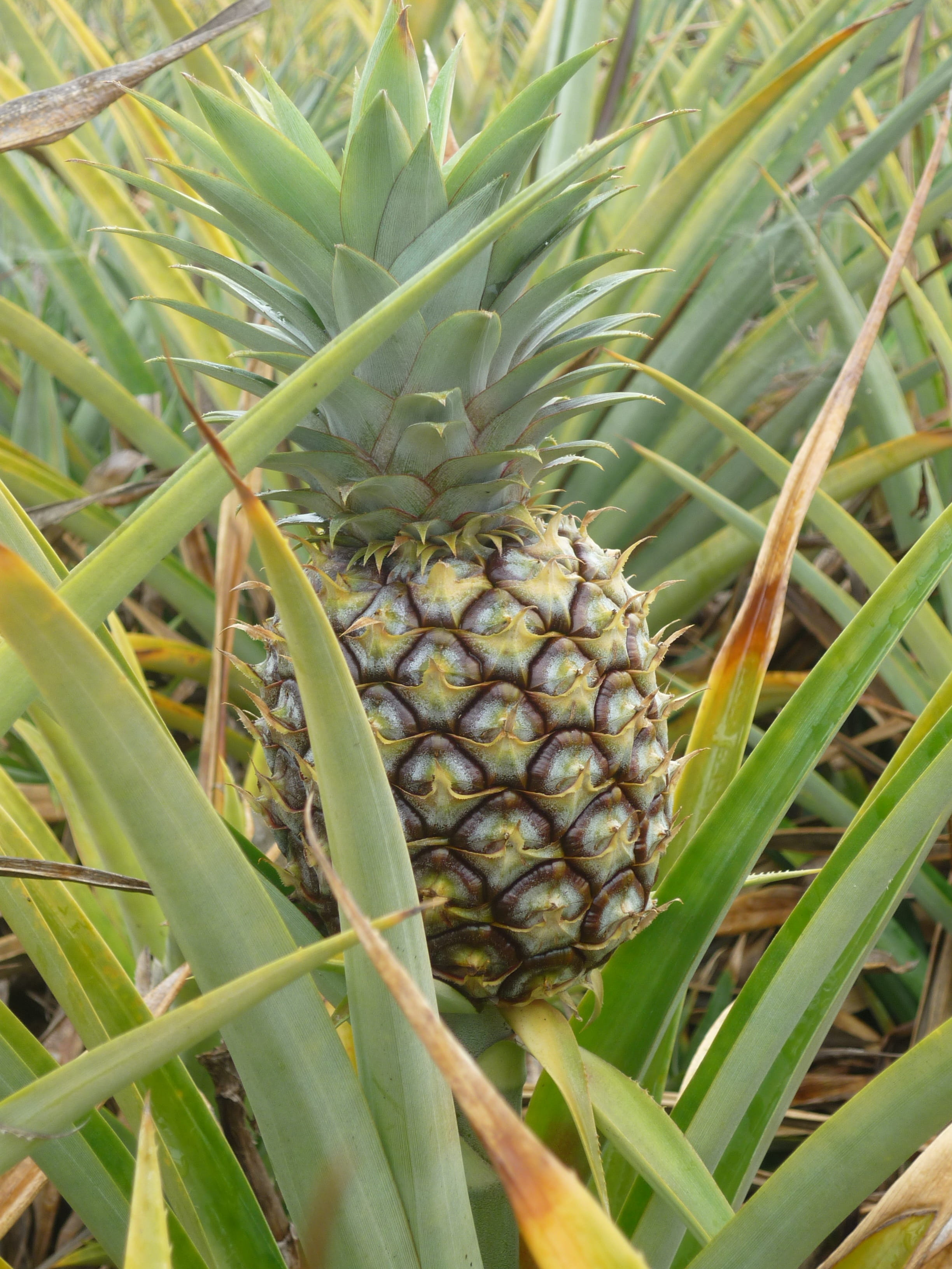 close-up, green color, freshness, field, healthy eating, plant part, beauty in nature, nature, land, growth, tropical fruit, no people, agriculture, pineapple field, Phone HD Wallpaper