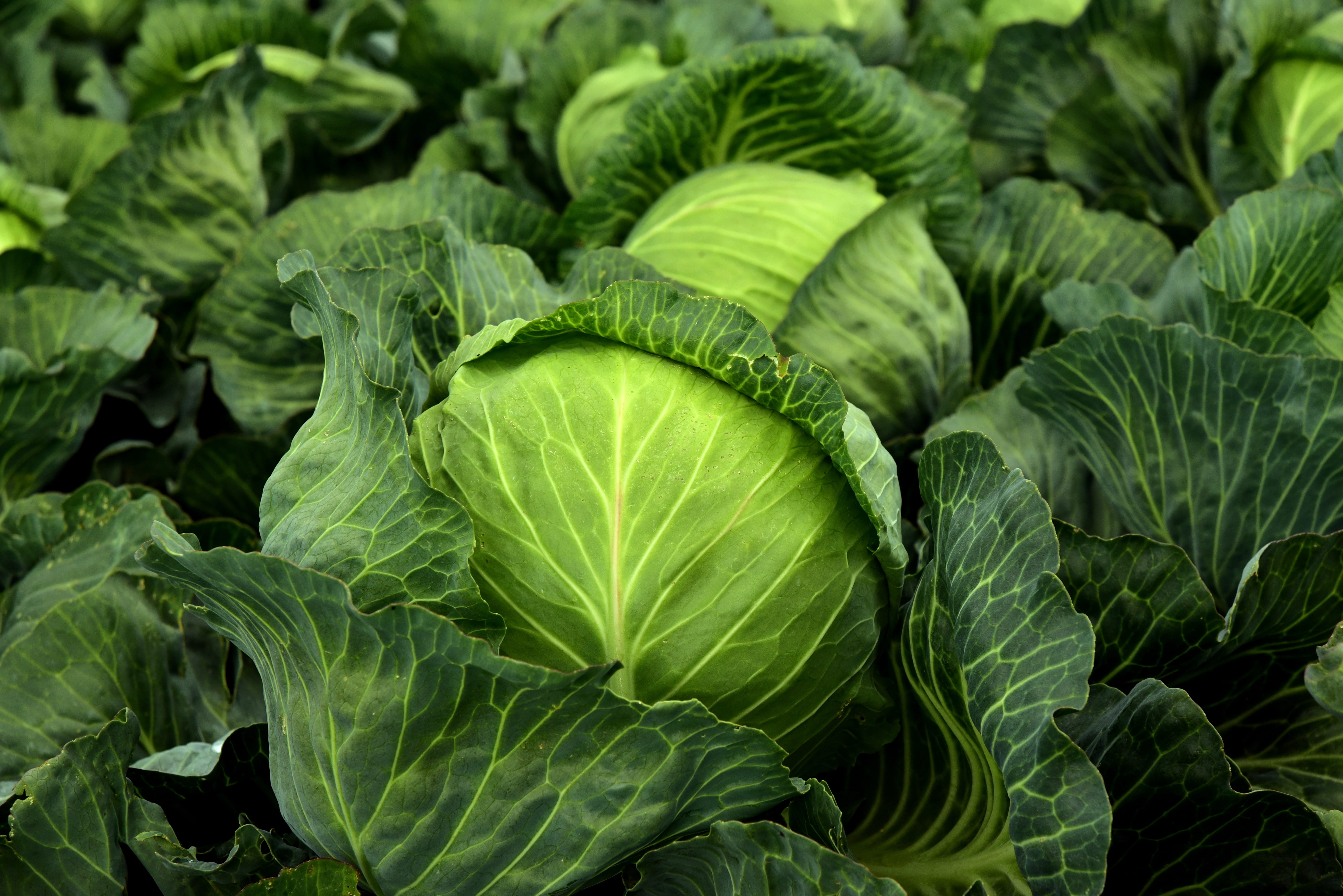 plant part, herb, 5K, day, cabbage field, kohl, backgrounds, green color, leaves, vegetables, food and drink, raw food, head cabbage, vitamins, full frame, HD Wallpaper