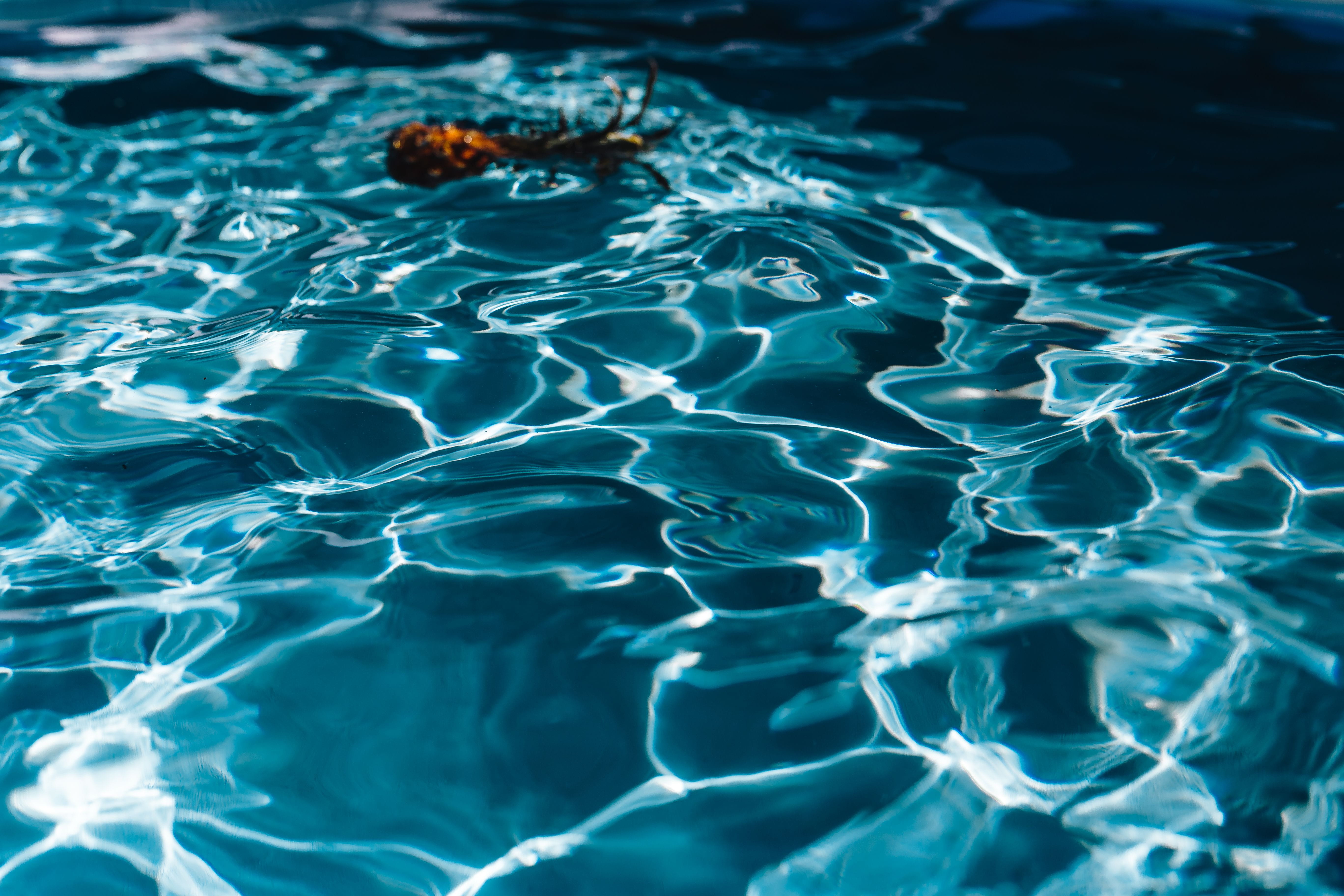rippled, swimming, 5K, summer, full frame, animal, copyspace, animal themes, vacations, tropical fruit, pineapple, blue, swimming pool, high angle view, HD Wallpaper
