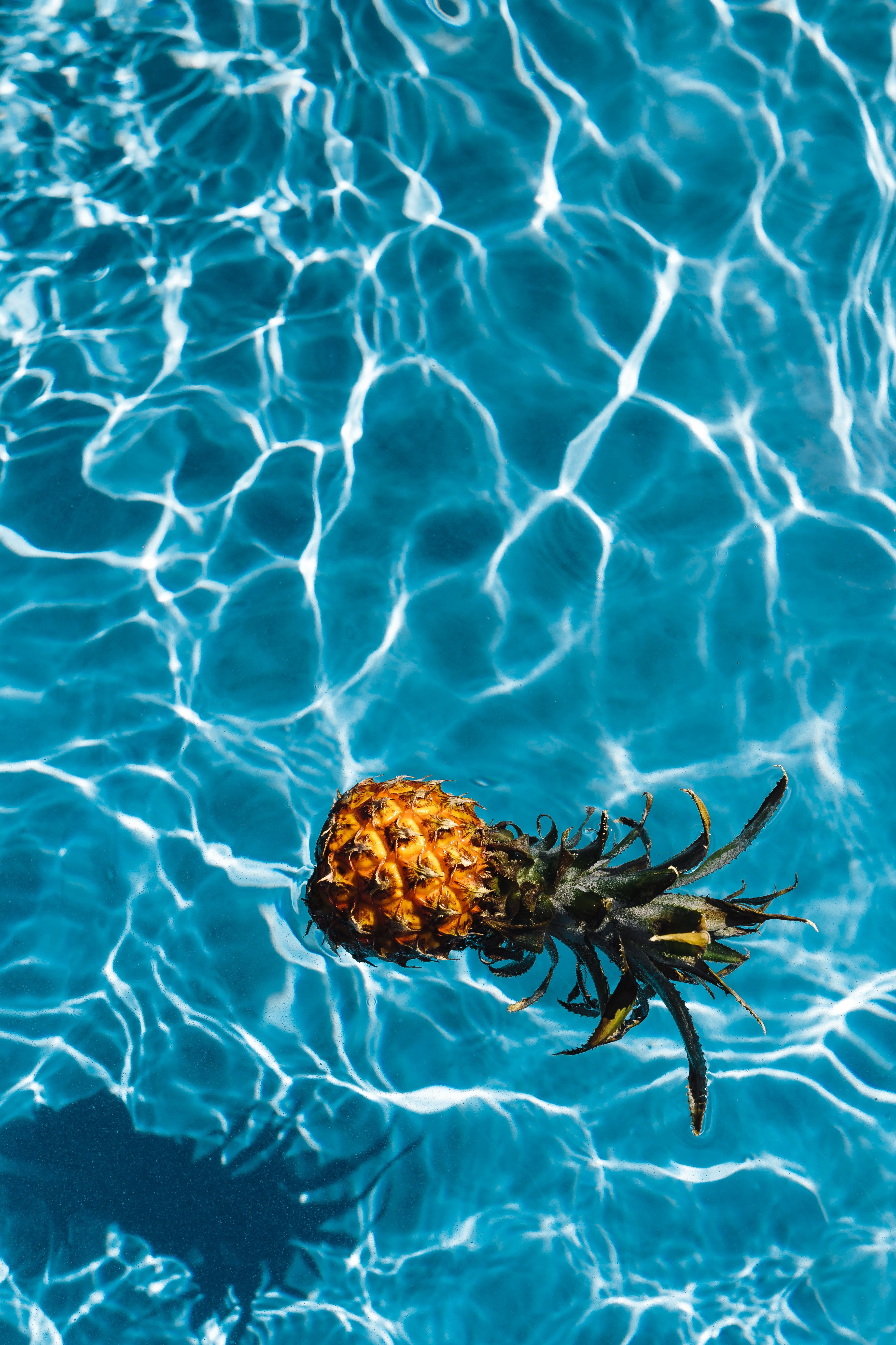 close-up, rippled, fresh, animal themes, tropical fruit, nature, beauty in nature, vacations, marine, waterfront, animal wildlife, tropical, outdoors, 5K, Phone HD Wallpaper