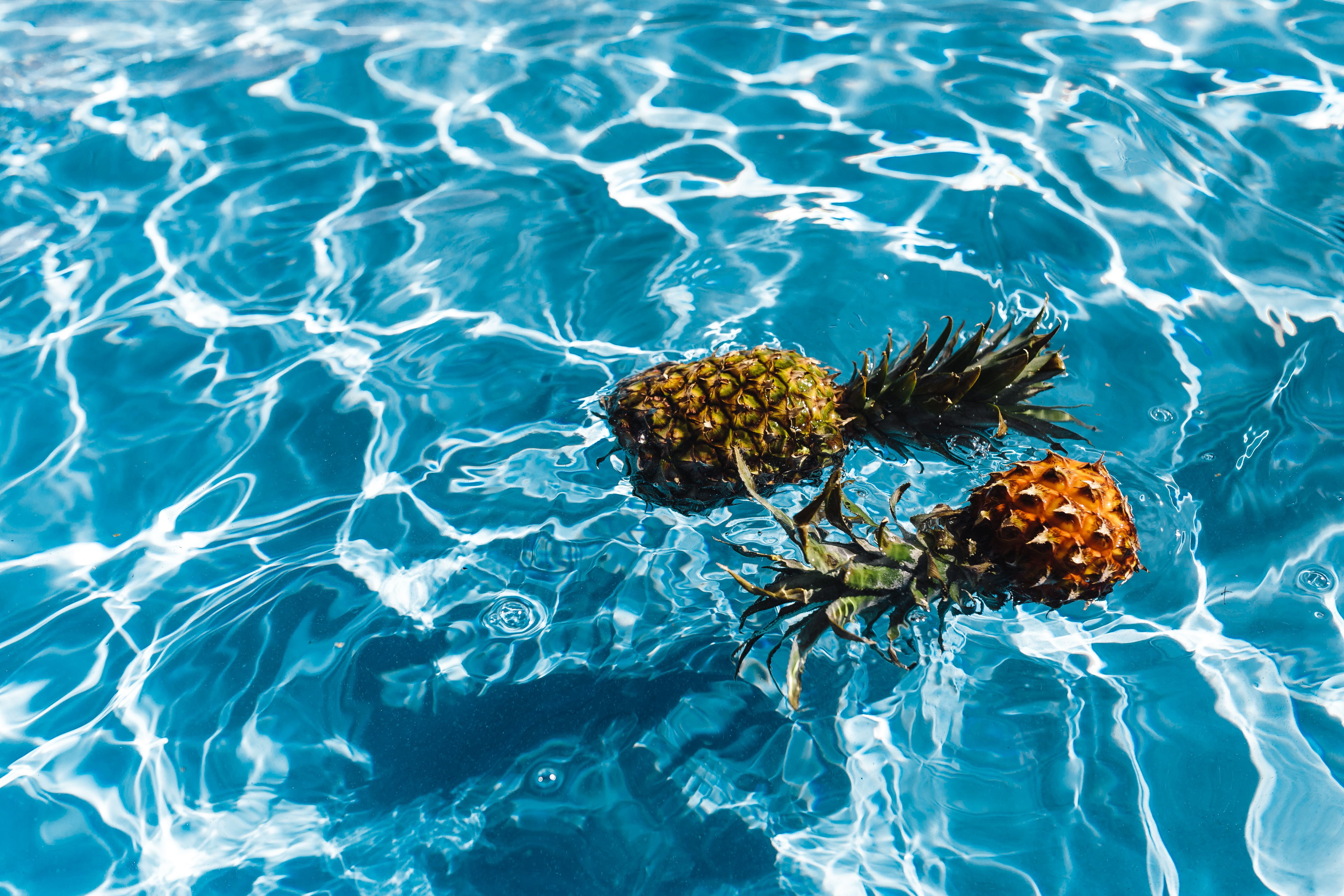 close-up, top view, outdoor, no people, tropical fruit, animal wildlife, sunlight, sea, pool, sea life, rippled, outdoors, animal, high angle view, tropical, HD Wallpaper