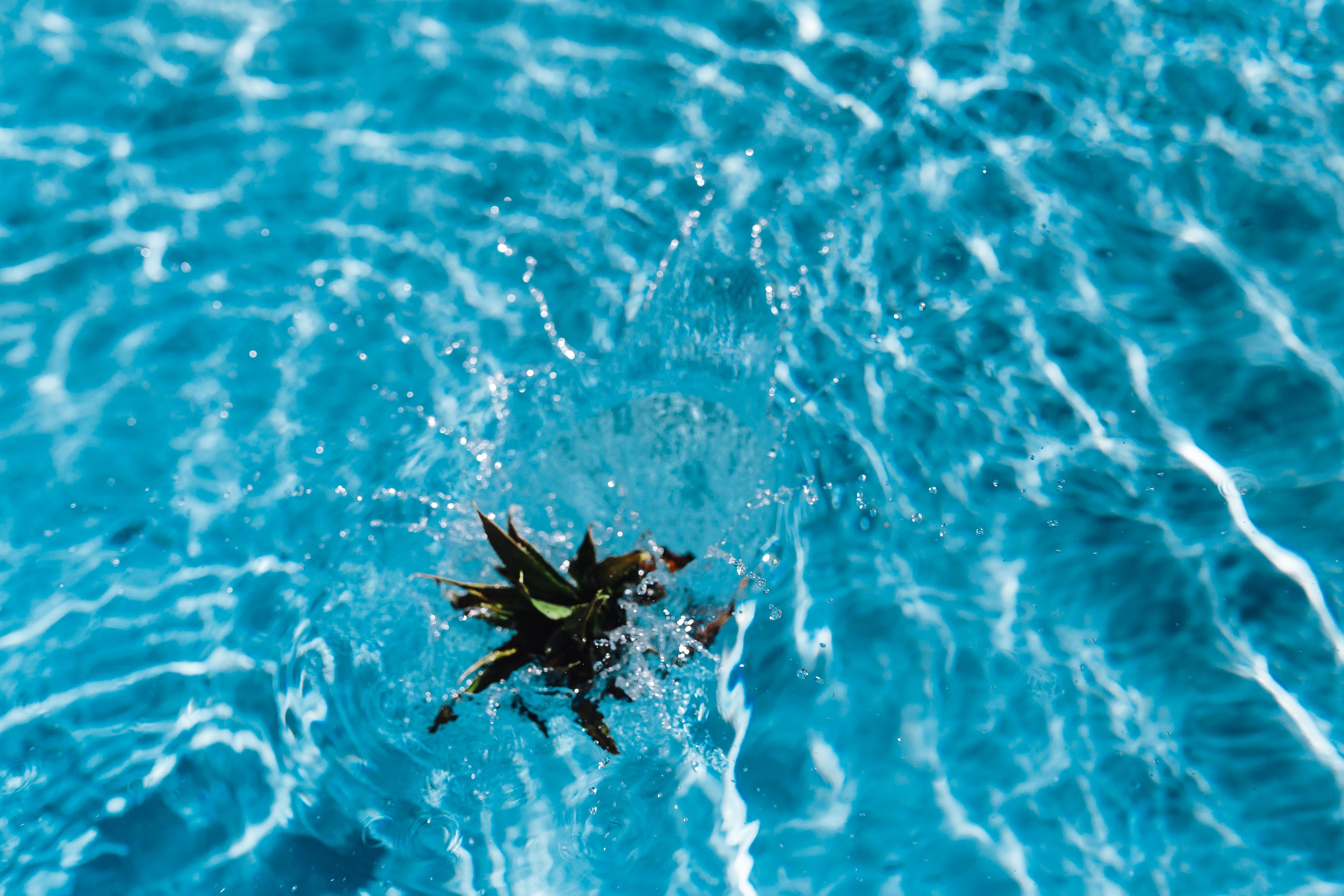 fresh, 5K, high angle view, sunlight, water, swimming, animal, no people, nature, outdoor, tropical, sea, fruits, animal wildlife, one animal, day, pineapples, HD Wallpaper