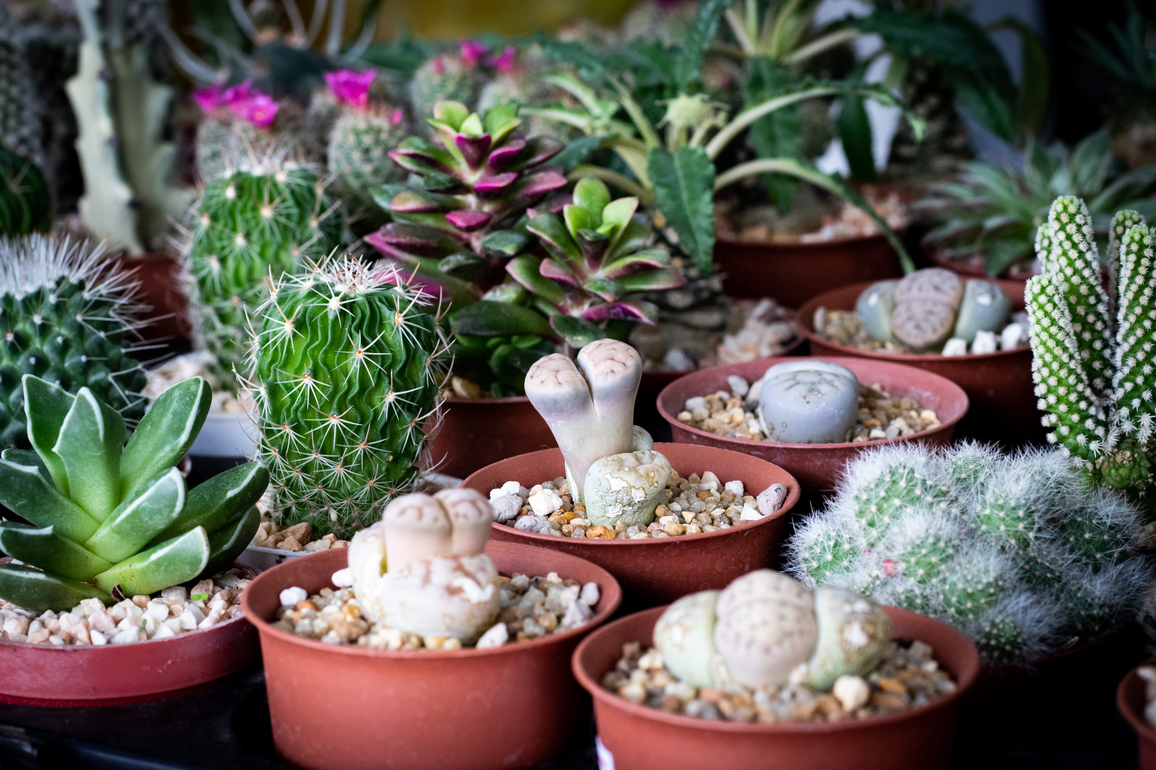 growth, front or back yard, creme, dirt road, 4K, food, leaf, nature, dessert, succulent plant, ice cream, thailand, flower pot, no people, pineapple, HD Wallpaper