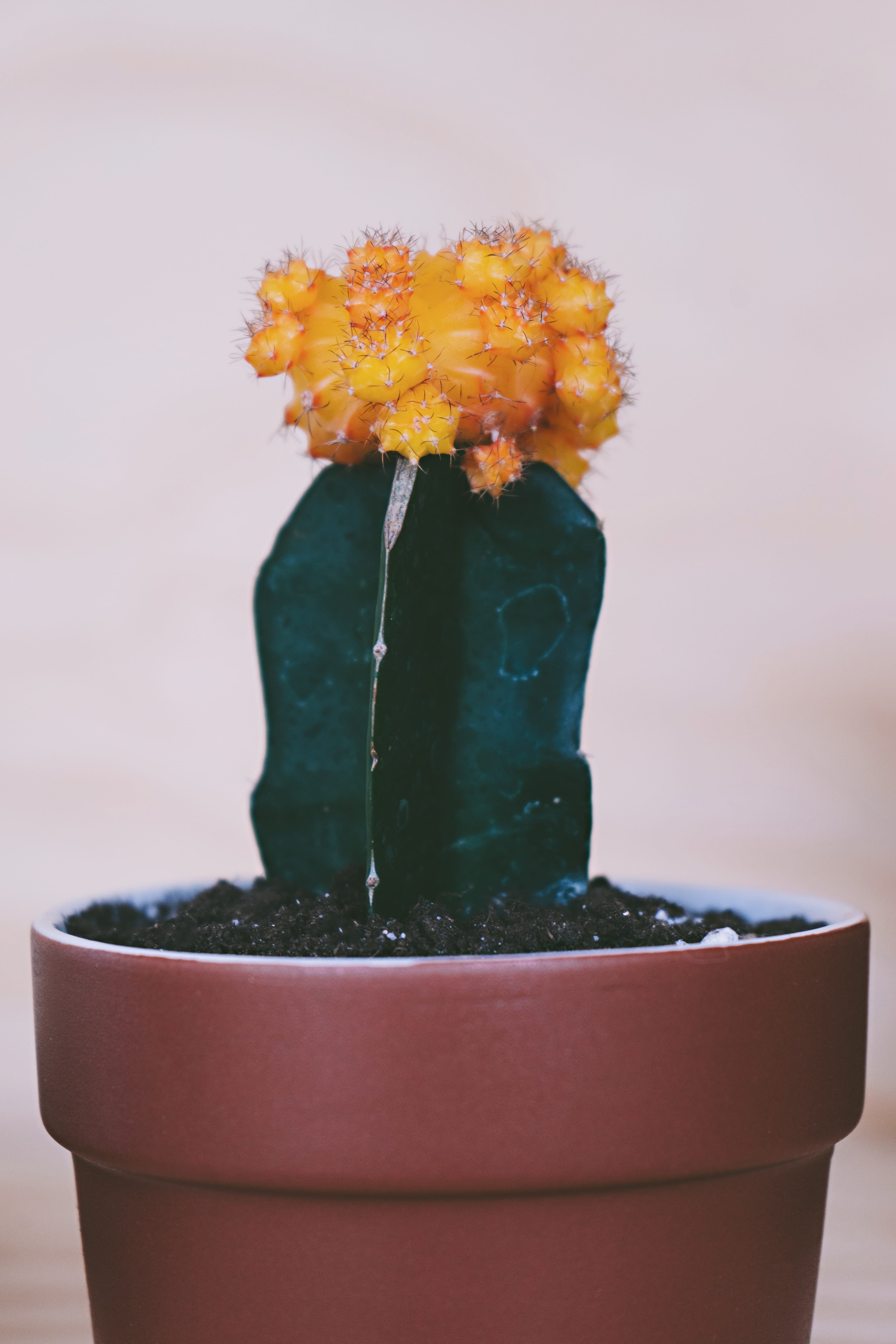 soil, moon cactus, wedding cake, cake, potted plant, indoors, dirt, flower pot, focus on foreground, inflorescence, figurine, plant, beauty in nature, botanical, Phone HD Wallpaper