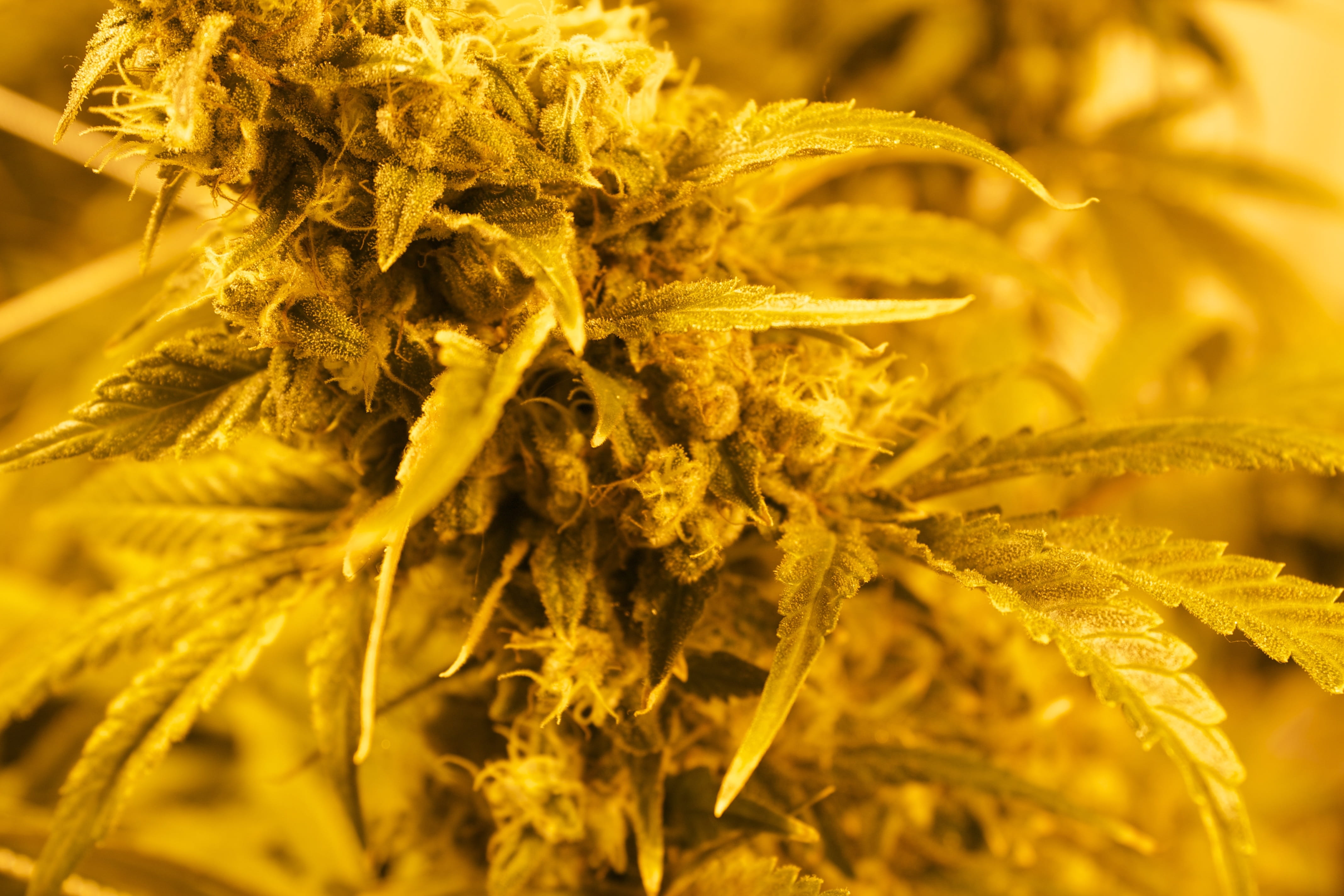 grass, Marijuana, Mmj, 4K, smoke, vulnerability, inflorescence, no people, selective focus, outdoors, flower head, medical, drug, focus on foreground, HD Wallpaper