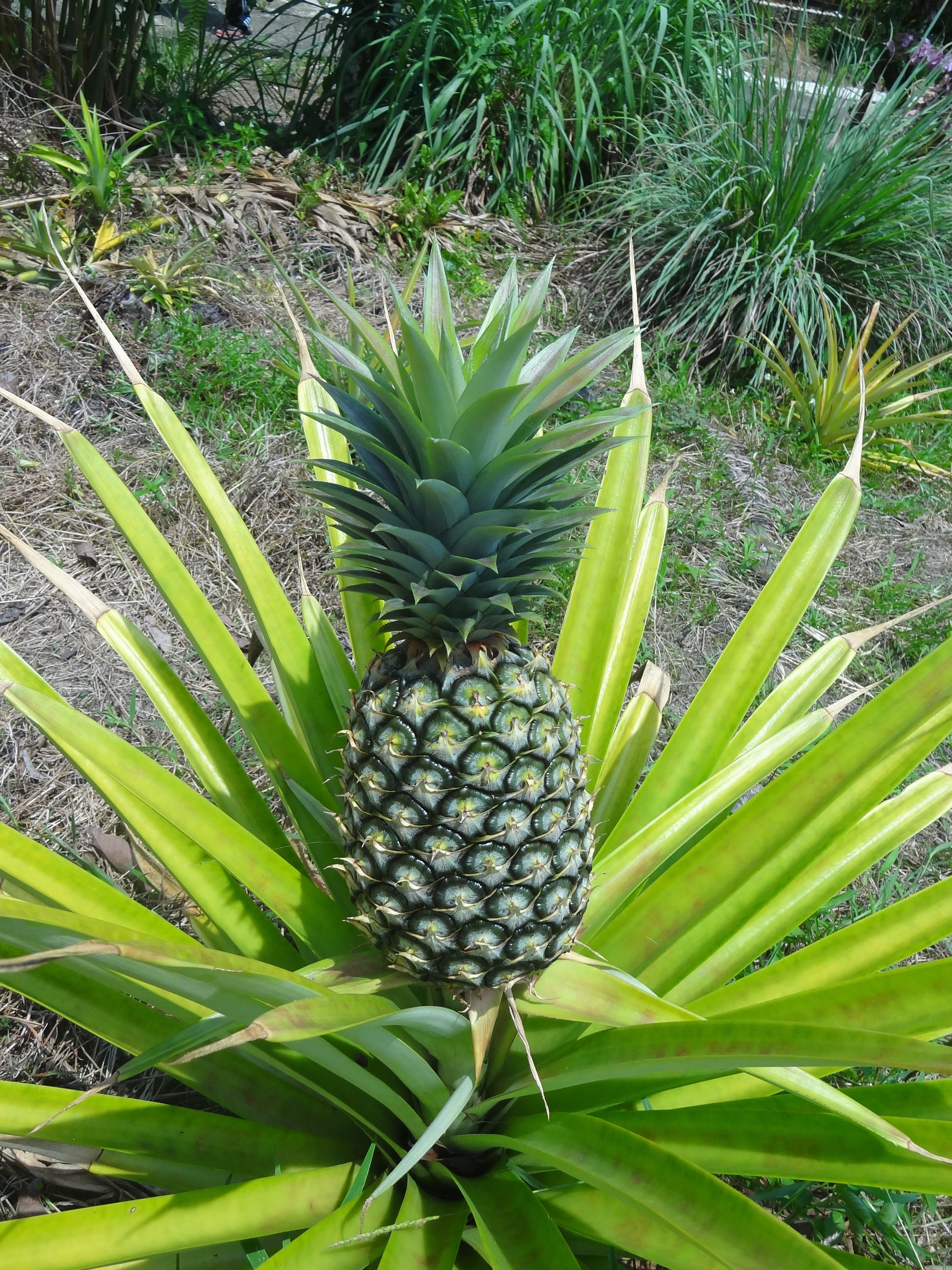 wellbeing, healthy eating, 4K, day, eat, food and drink, food, land, no people, plantation, outdoors, nature, plant part, plant, fruit, beauty in nature, Phone HD Wallpaper