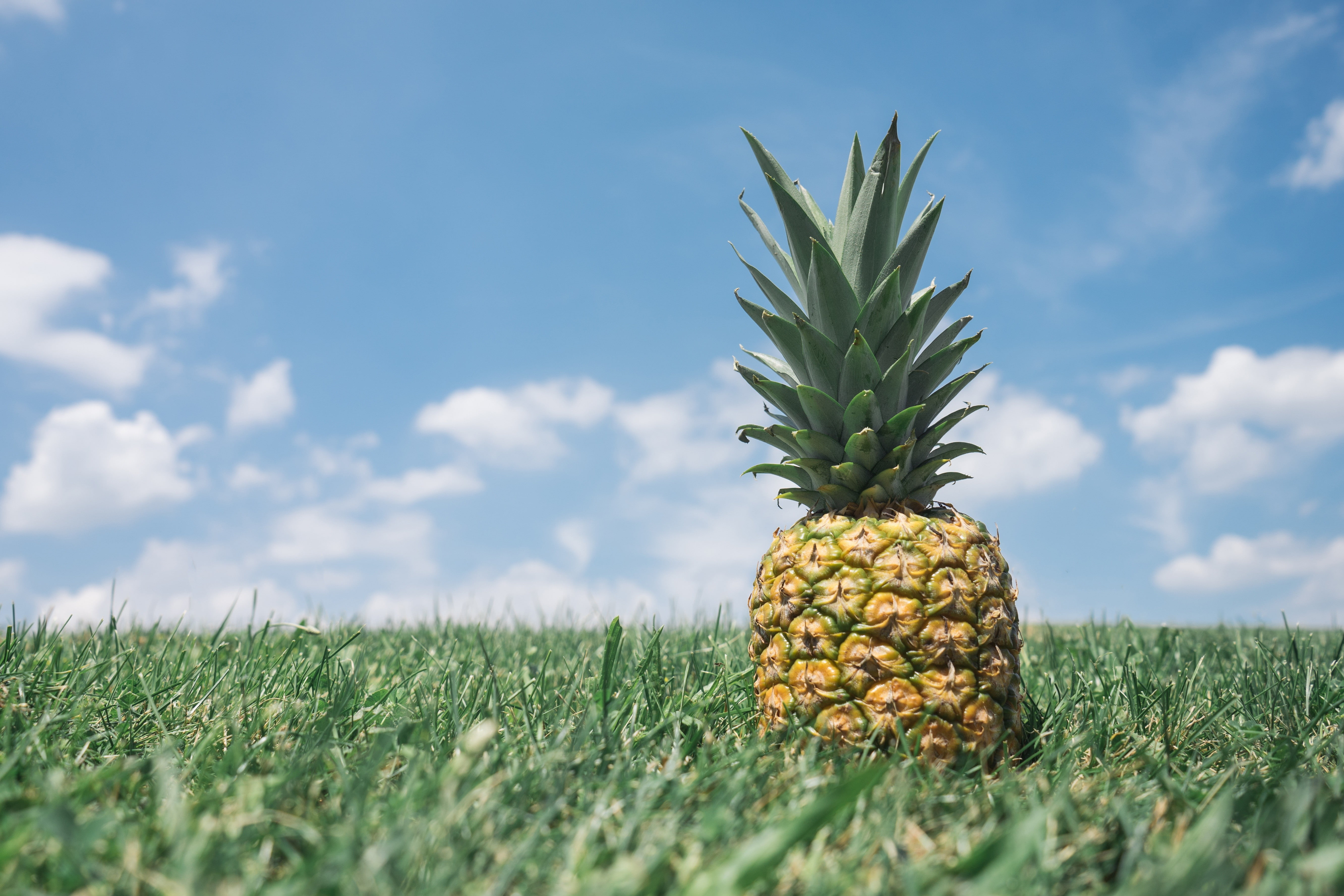 nature, pineapples, fruit, 5K, grass, HD Wallpaper