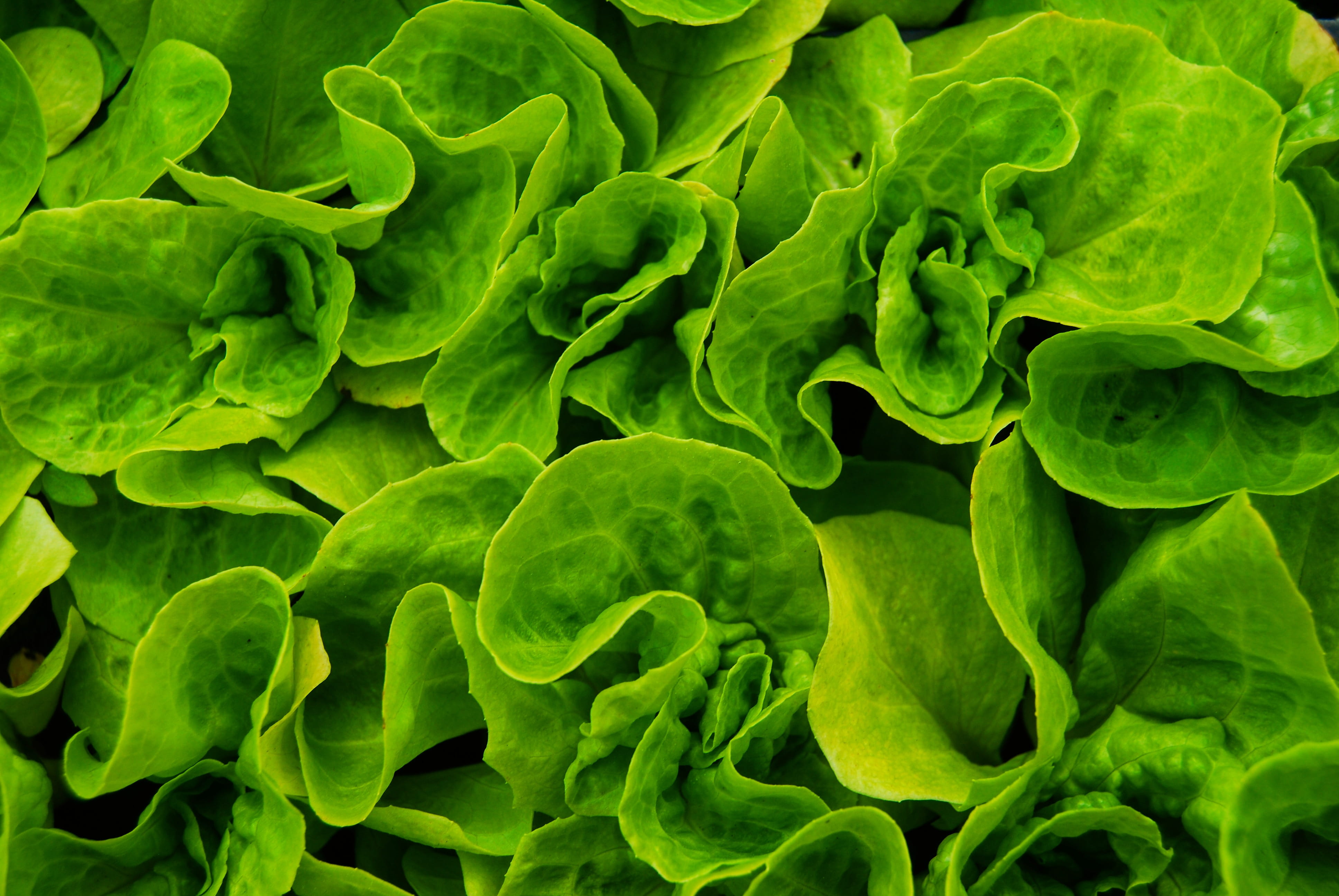 plant part, leaf vegetable, 4K, close-up, plants, vegetarian food, eco, fractal, lettuce, ornament, vegetable, outdoors, leaf, healthy eating, HD Wallpaper