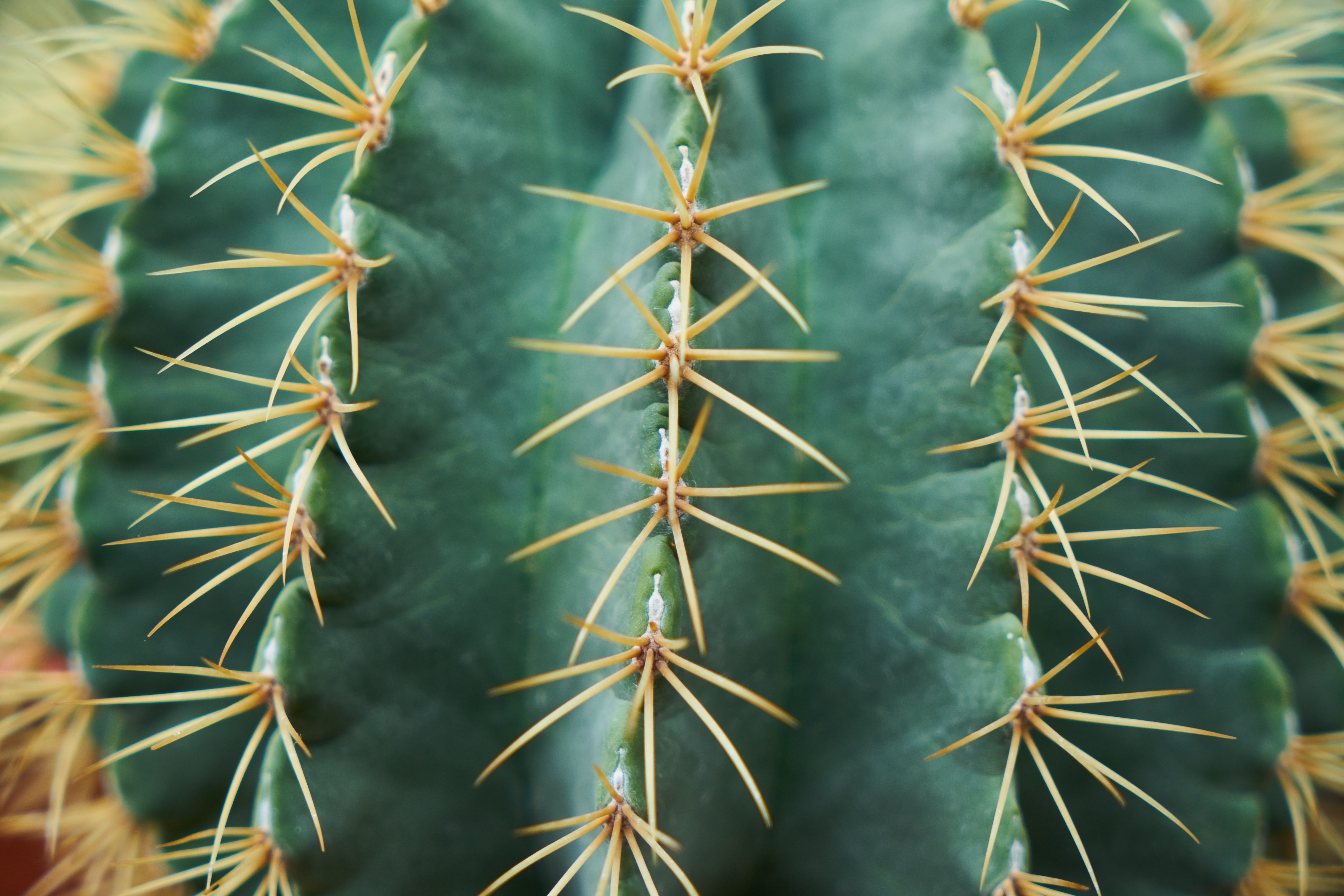 5K, outdoors, flowers, flower picture, no people, close, sharp, Cactus, spiked, full frame, garden, day, pattern, perspective, growth, nobody, flowerpot, HD Wallpaper