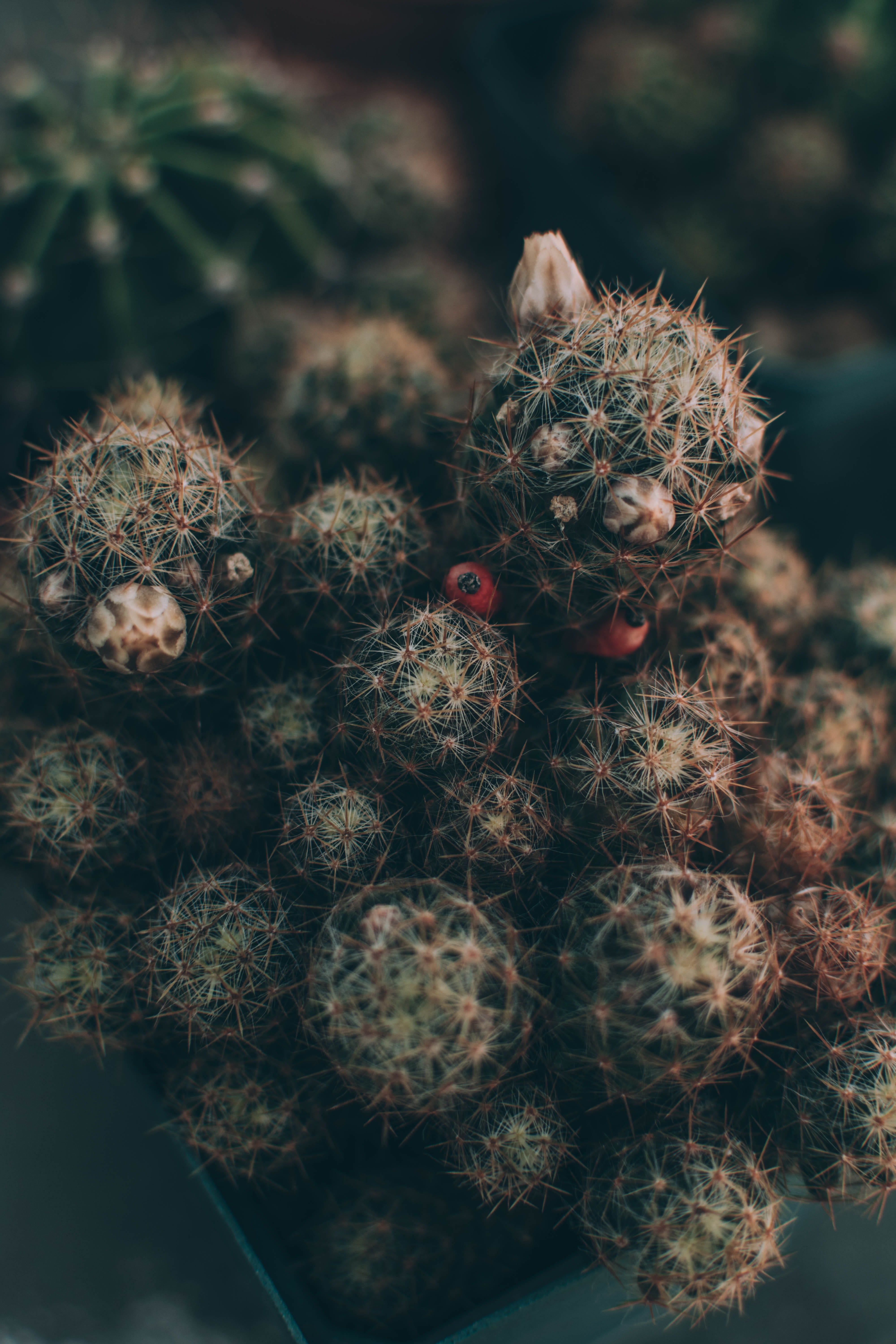 no people, blueberry, fractal, invertebrate, flowering plant, close-up, green, nature, fruit, arachnid, fragility, thorn, plant, flower, cactus, raspberry, Phone HD Wallpaper