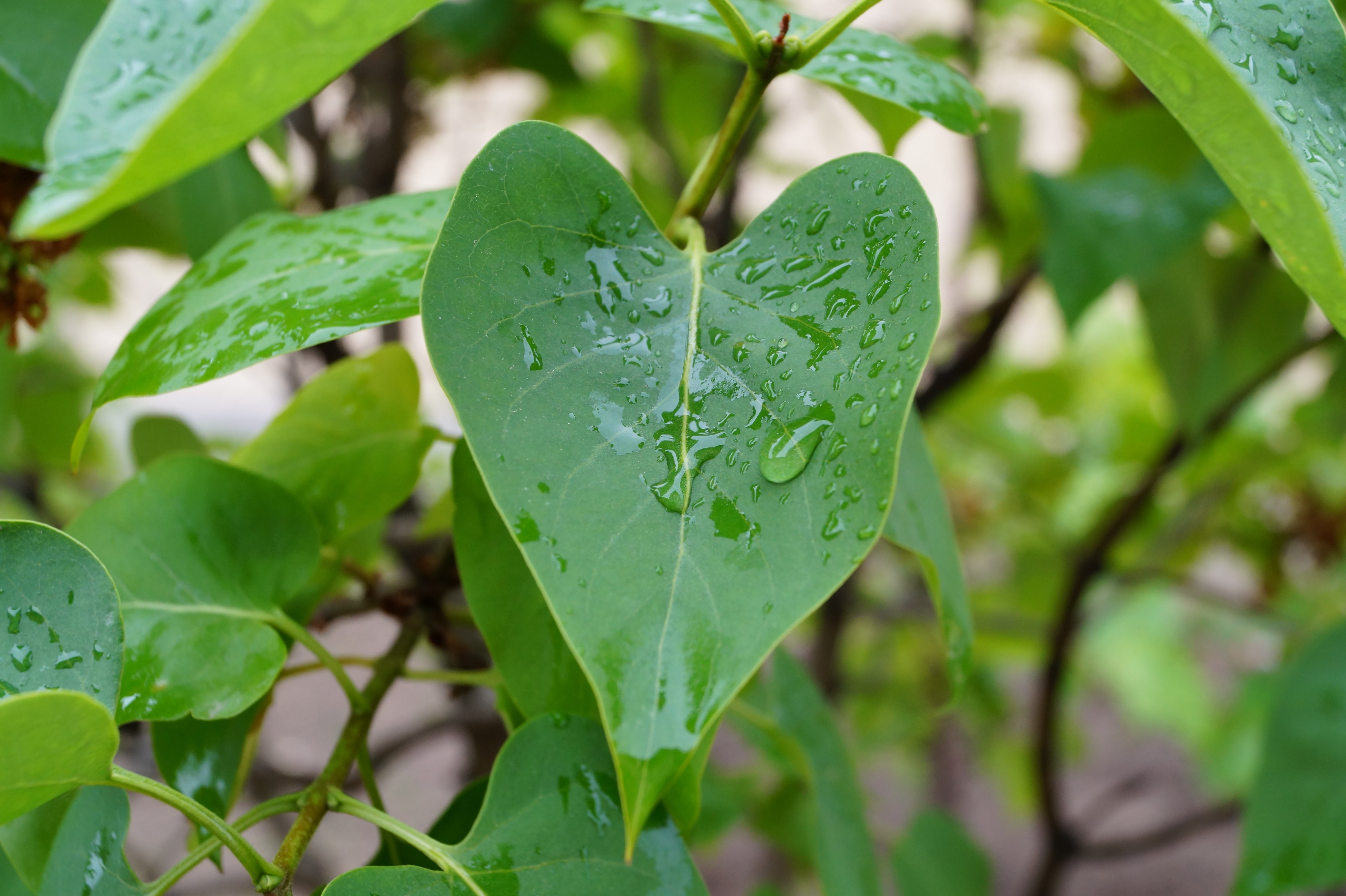 5K, lush foliage, beauty in nature, close-up, leafed, organic, green color, rainwater, leaf, reflection, ground, condensation, closeup, agriculture, color, HD Wallpaper