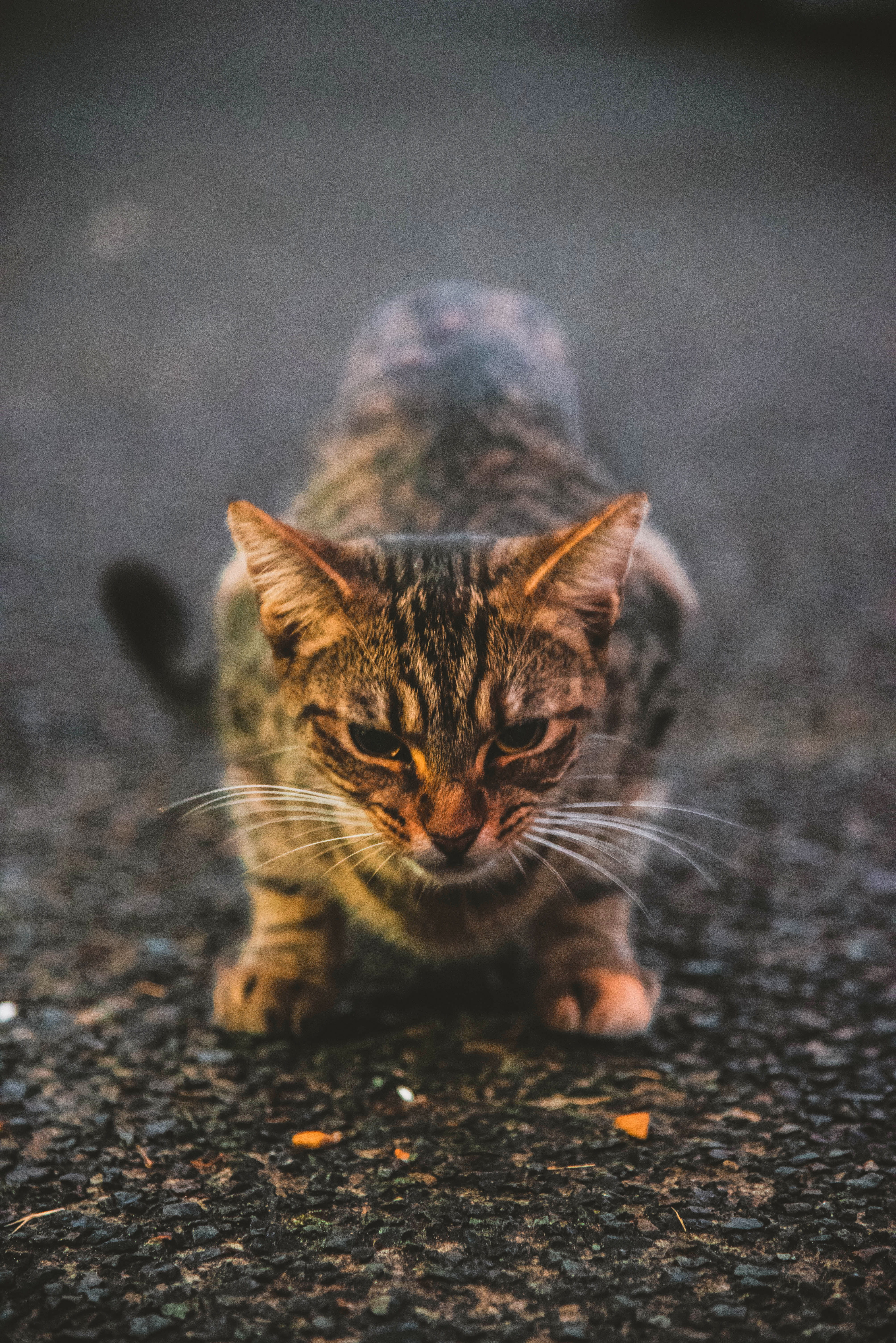 manx, ground, fire, ipad, domestic animals, feline, nature, camera, domestic cat, mammal, art, cat, vertebrate, wildlife, selective focus, food, outdoors, Phone HD Wallpaper