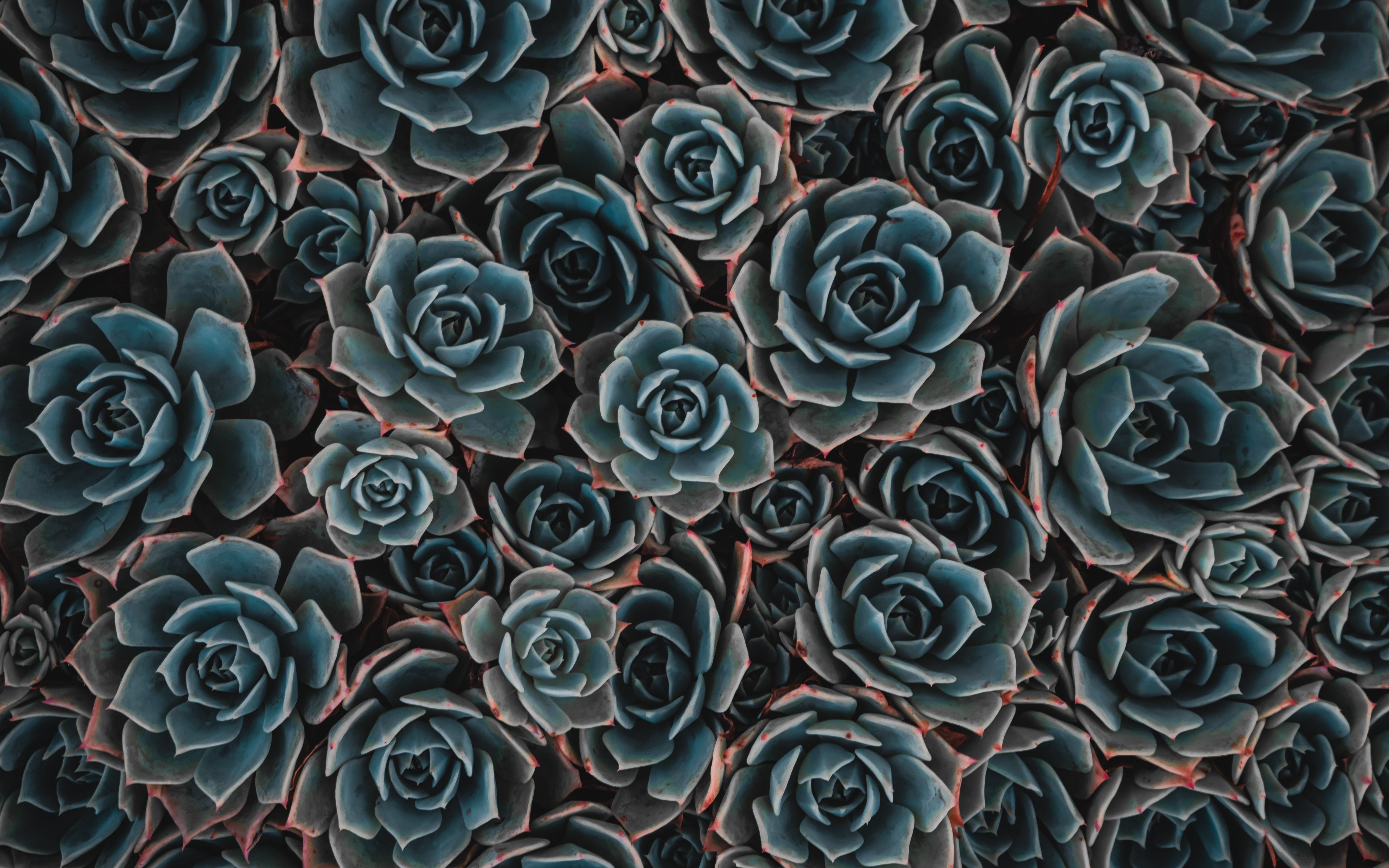 creativity, succulent, echeveria, art, 5K, flowering plant, flowers, vector, outdoors, Pattern, day, seamless, painted Image, pattern, HD Wallpaper