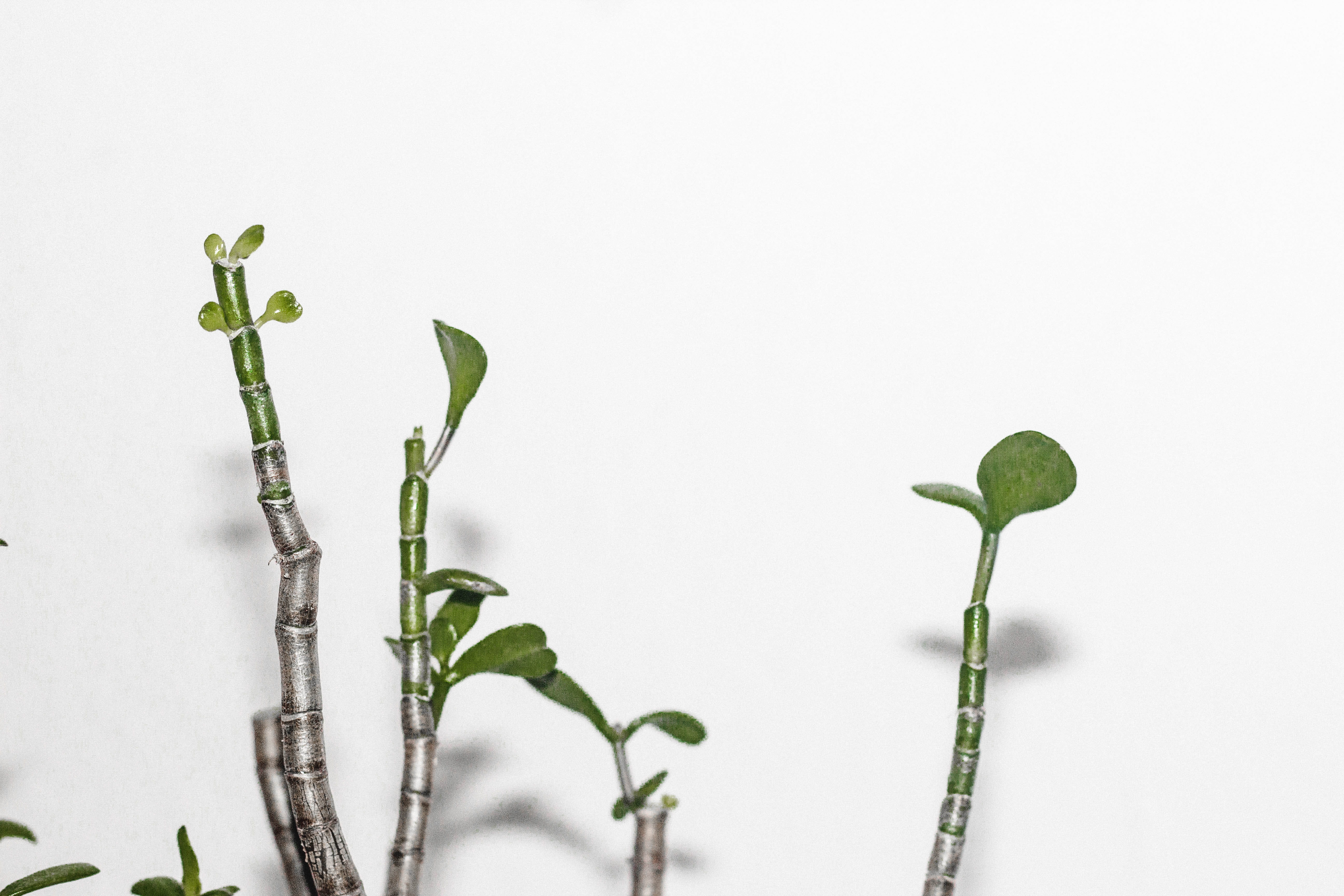 clean, green color, studio shot, botanical, botany, indoors, cut out, food, no people, green plants, leaves, minimalist, leaf, bensheim, nature, growth, HD Wallpaper