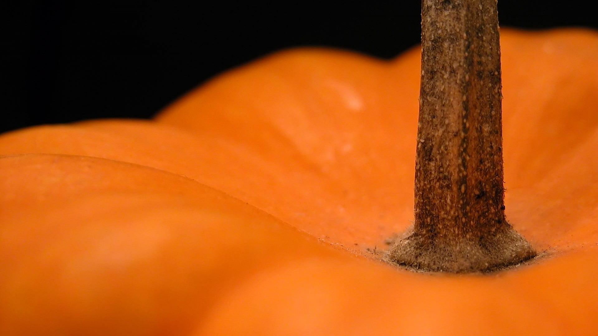 close-up, outdoors, depth of field, detailed, nature, water, tree trunk, orange color, food and drink, strength, single object, pumpkin, macro, tree, smoke - physical structure, HD Wallpaper