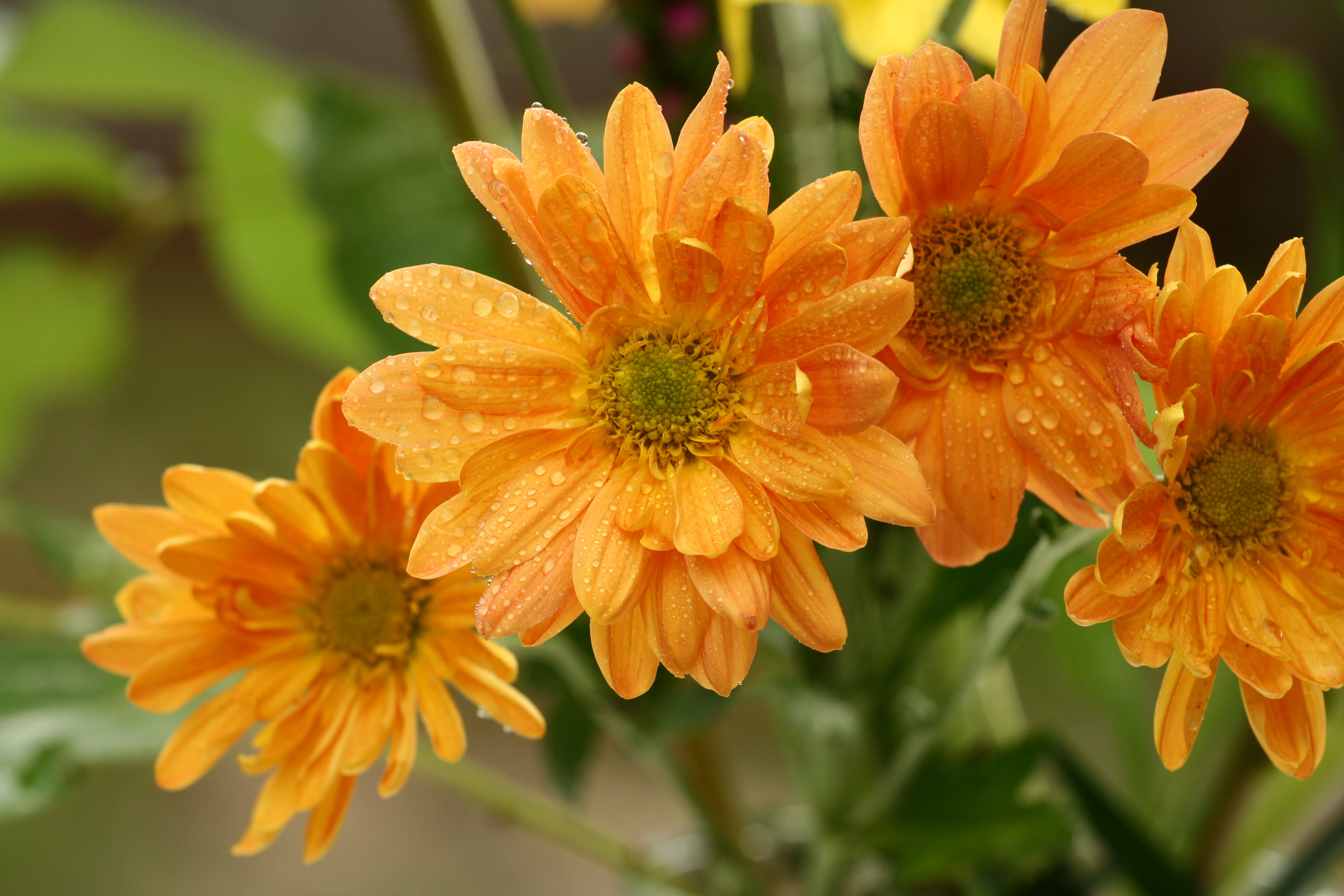 four, John Morgan, petal, flowers, macro, yellow, harvest  Thanksgiving, water droplets, daisy, color, Orange, petaled, summer, droplets, plant, flower, HD Wallpaper