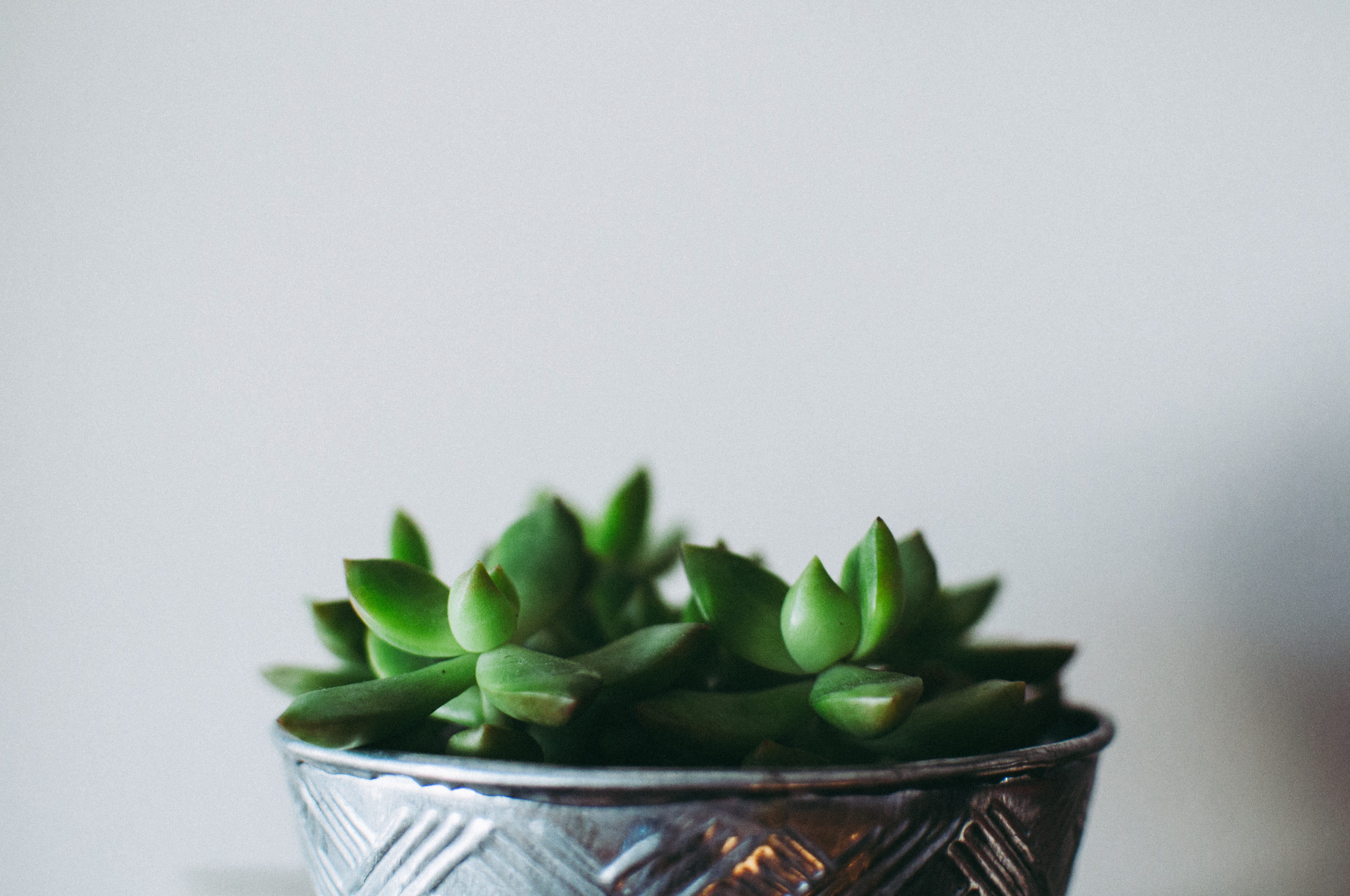 green color, copy space, freshness, bowl, potted, studio shot, wellbeing, jade, pot, no people, green, food and drink, nature, focus, 4K, succulent plant, HD Wallpaper