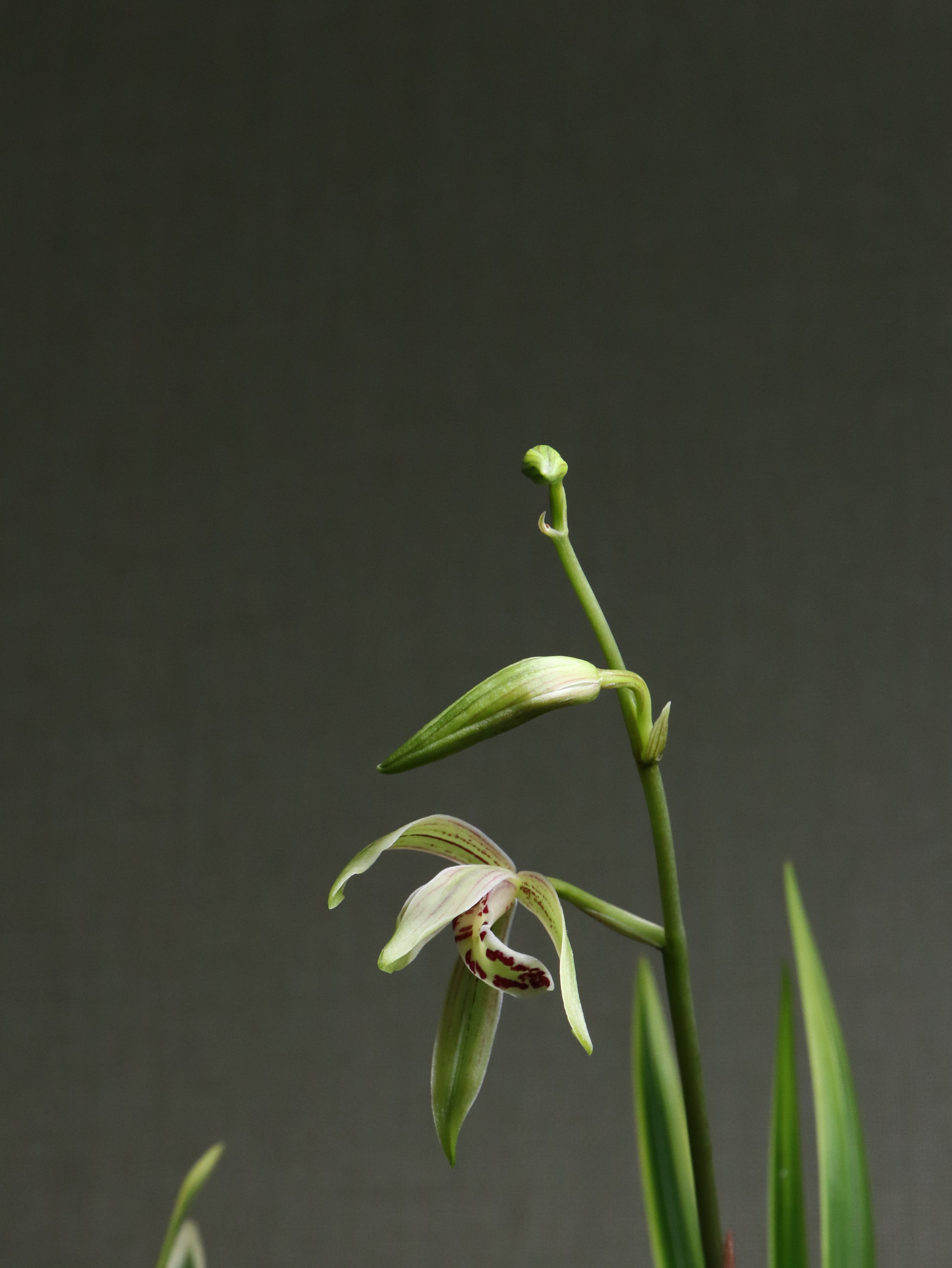 nature, vulnerability, background, flower head, makro, petal, flower, texture, photo, i, focus, plant, spring, premium, autumn, wipes, flowers, botany, Phone HD Wallpaper