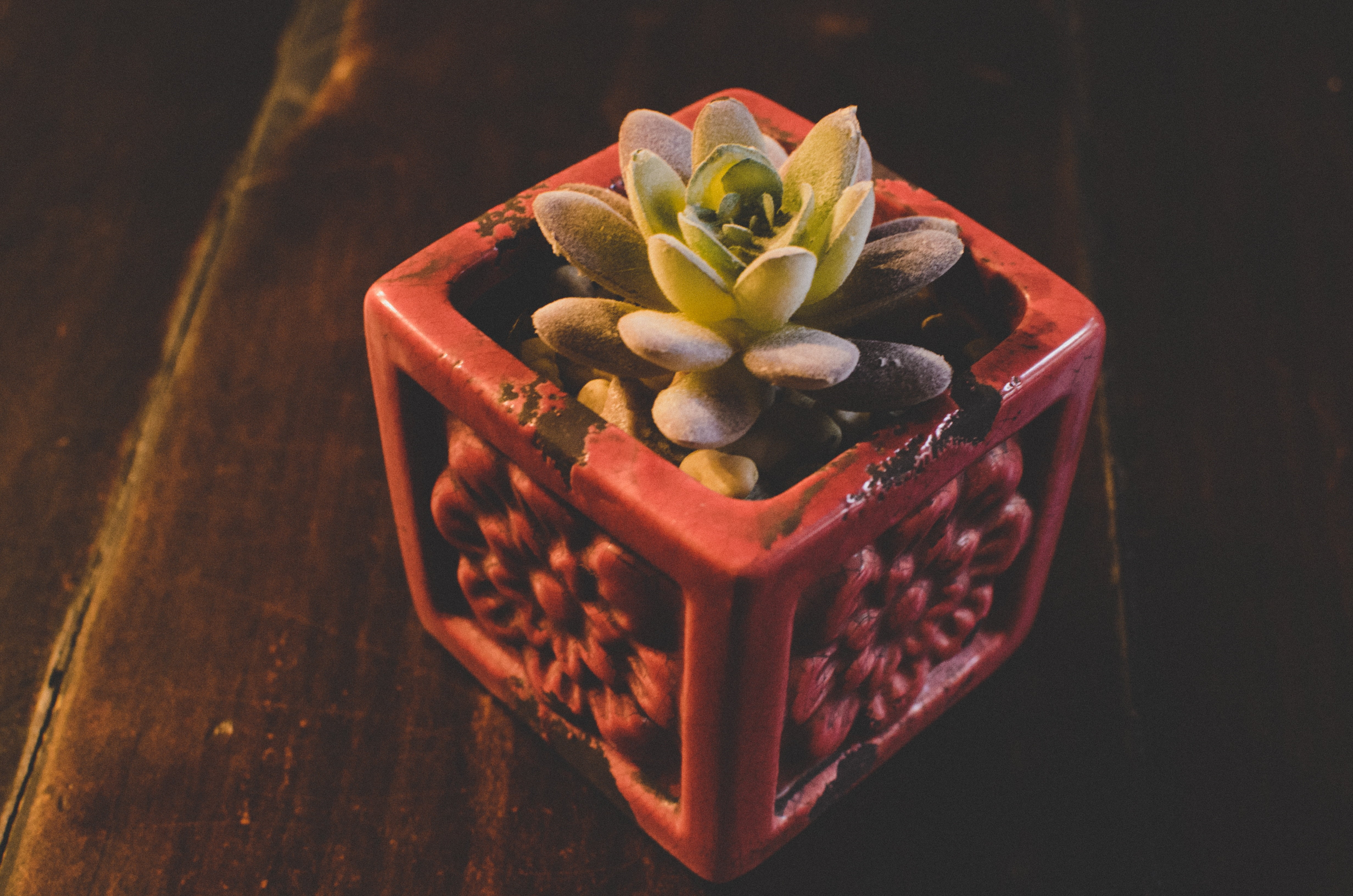 sweet food, single Flower, food and drink, ornate, no People, focus on foreground, flower Head, box - Container, indoors, freshness, 4K, succulent, red, HD Wallpaper