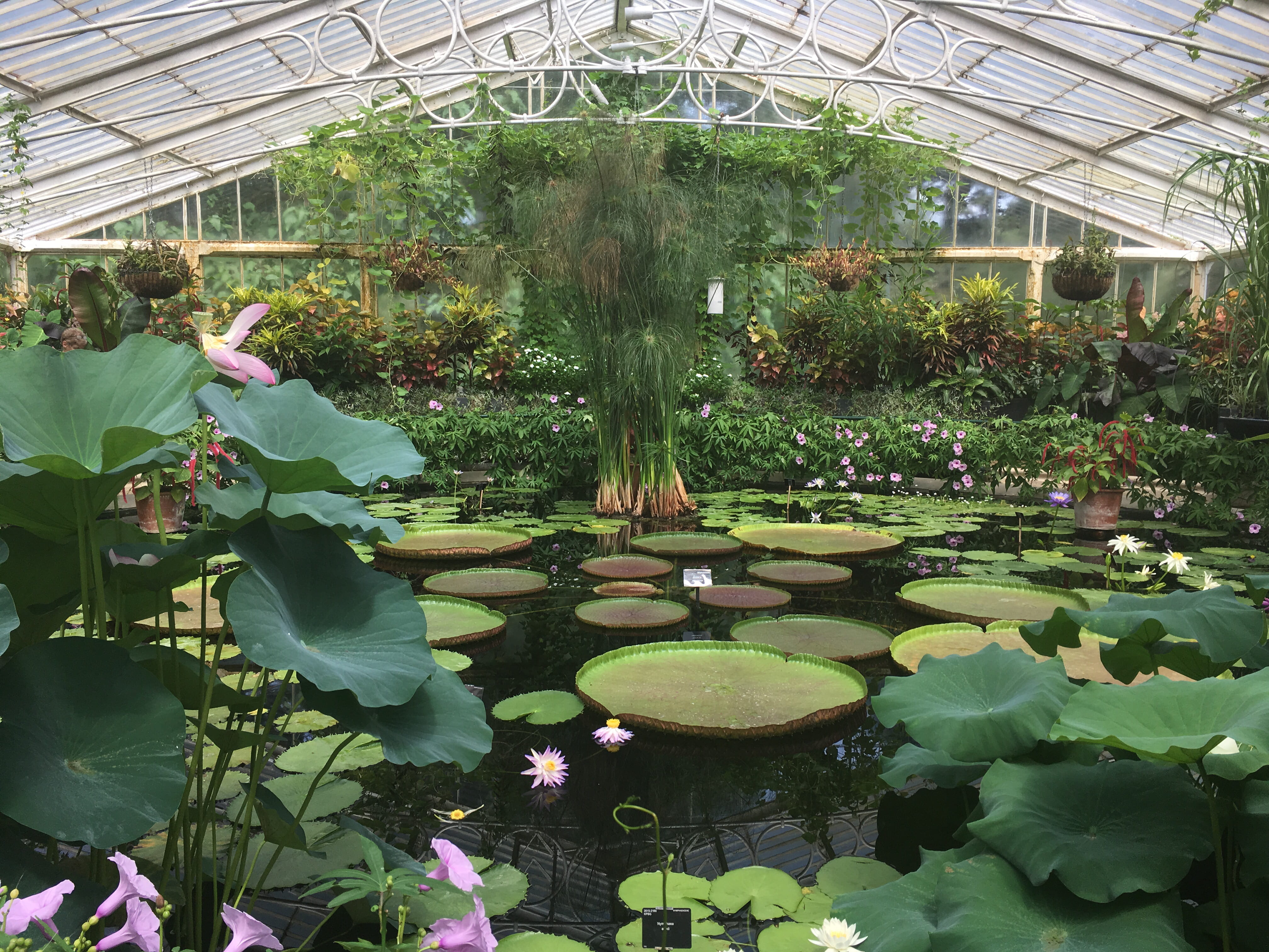 botany, 4K, plant nursery, plant, flower, nature, water, lily, ceiling, leaf, outdoors, no people, united kingdom, gardening, day, growth, flowering plant, HD Wallpaper