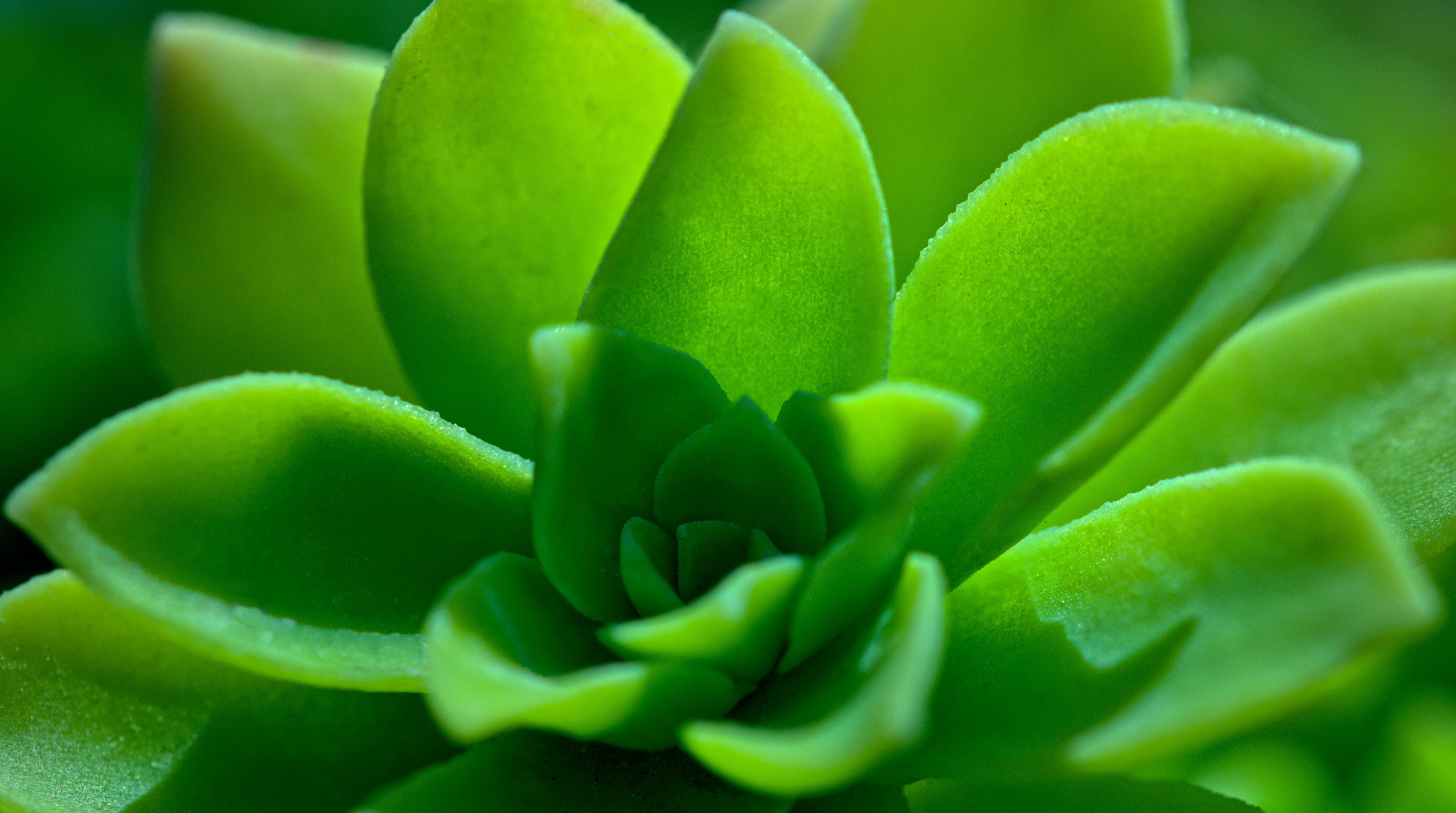  food, wellbeing, decoration, freshness, light, close, 5K, green, plant part, vegetable, food and drink, beauty in nature, macro, crassulaceae, HD Wallpaper