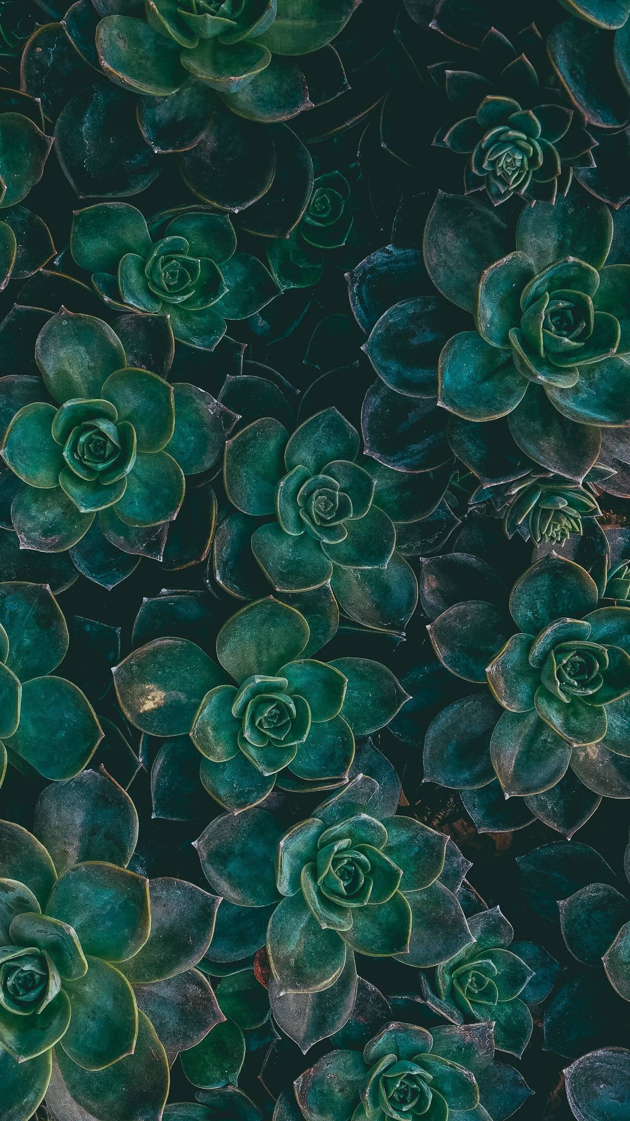 no people, science, nature, abstract, complexity, growth, succulent plant, extreme close-up, indoors, microscope, beauty in nature, green color, full frame, Phone HD Wallpaper