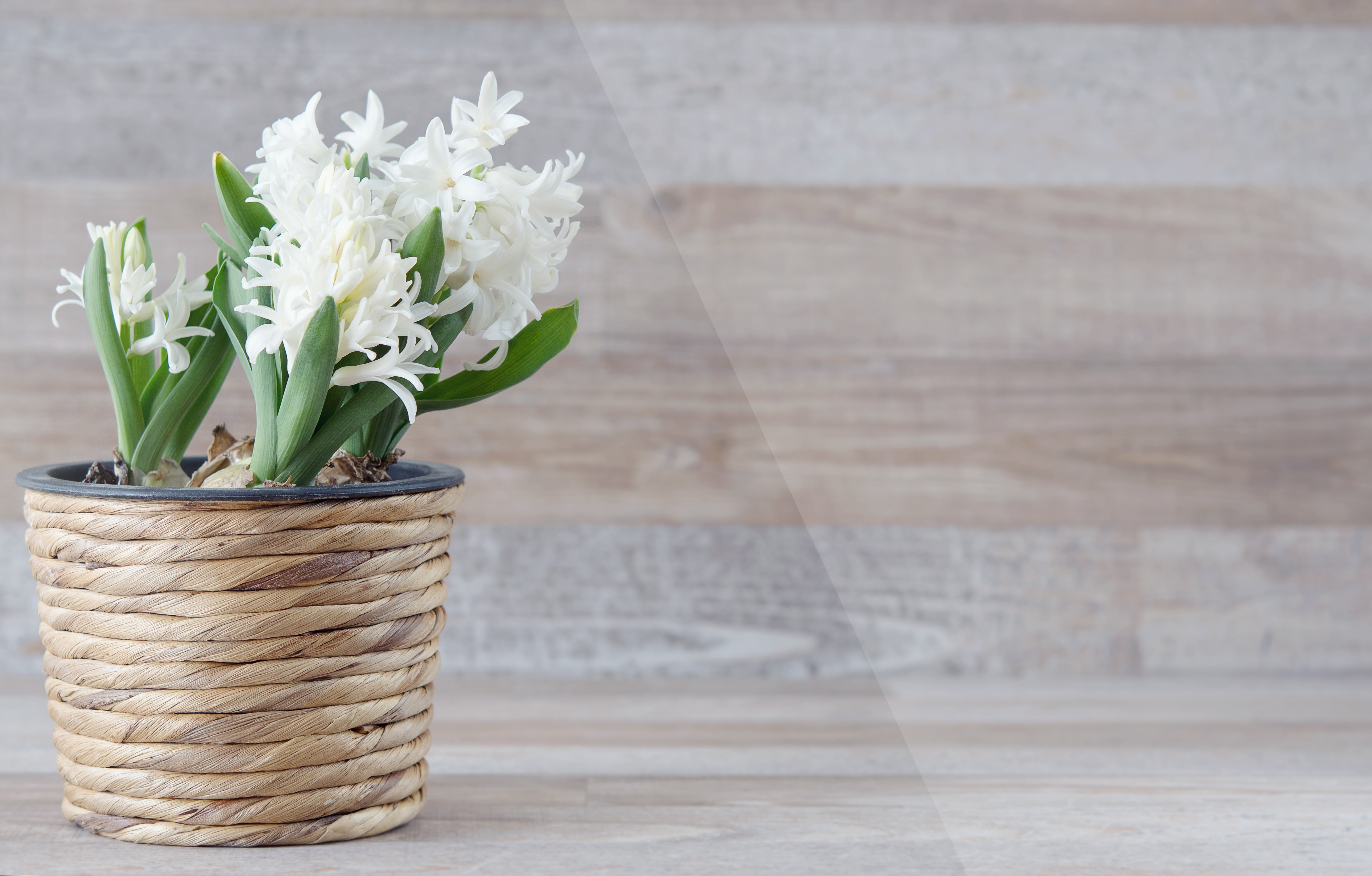 hyacinthus orientalis, basket, nature, flower head, negative space, wood - Material, fragrant flower, flower arrangement, brown, plant, no people, flowering plant, HD Wallpaper