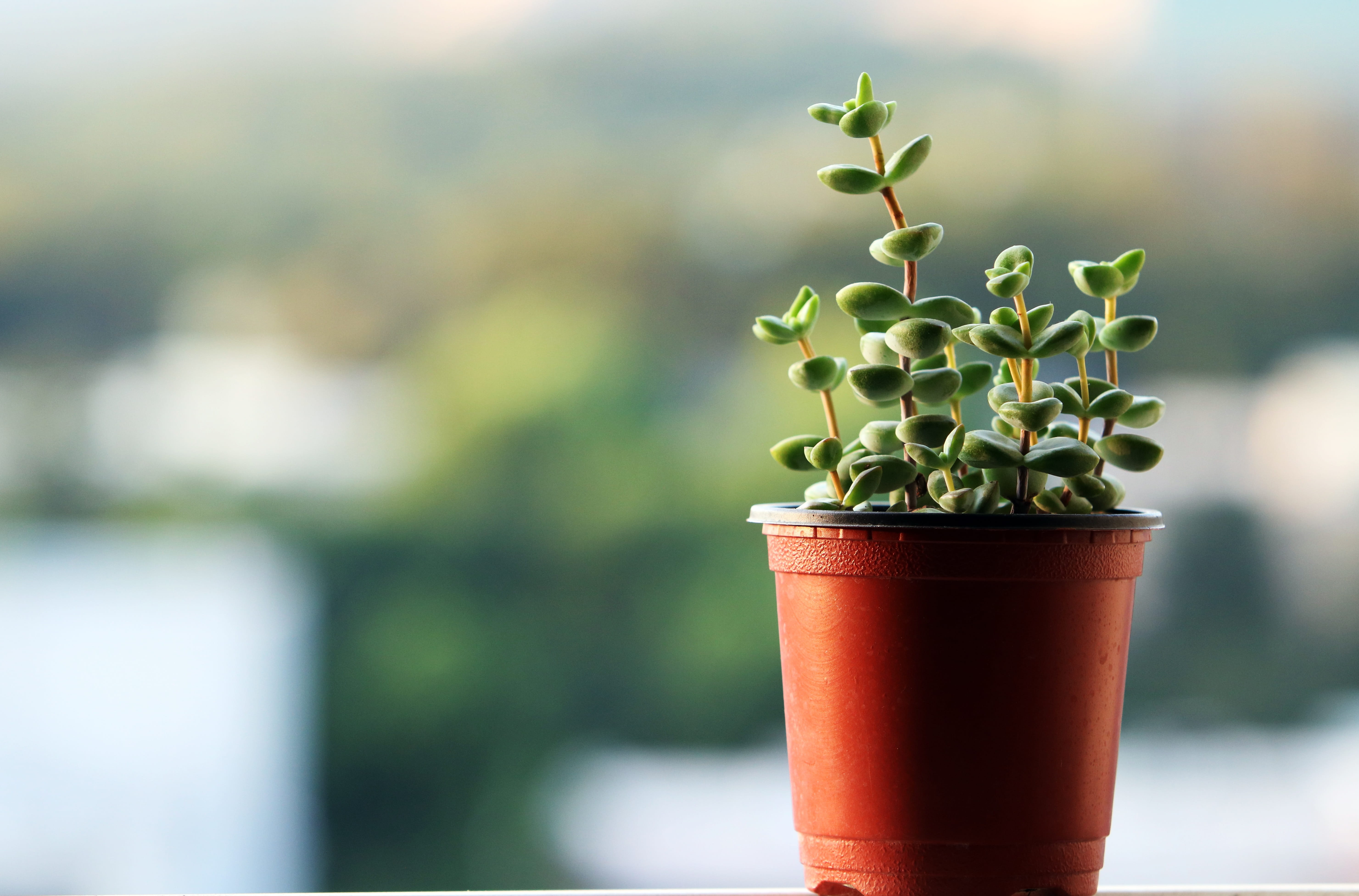 flowers, plant, a fleshy plant, mini potted, beginnings, close-up, 5K, day, state of the union, focus on foreground, nature, care, succulent, plants, growth, HD Wallpaper